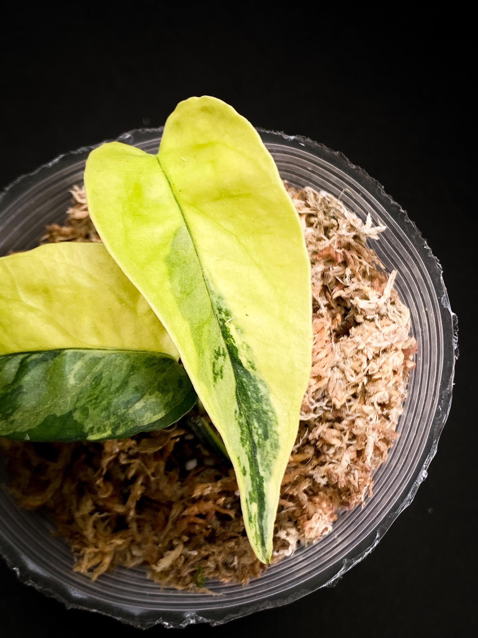 Epipremnum cebu Blue Aurea Variegated 2 Leaves 2 Nodes Rooted