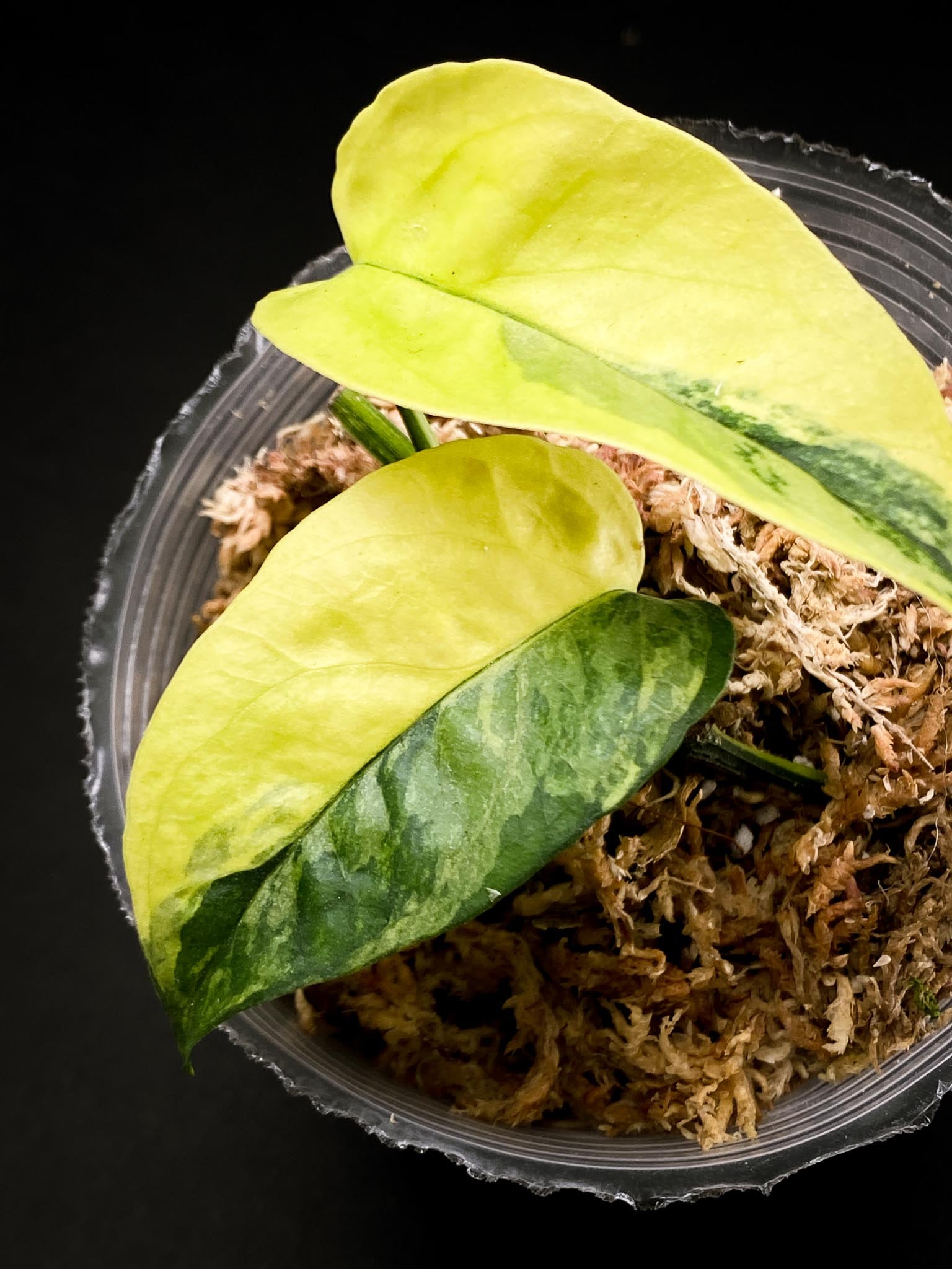 Epipremnum cebu Blue Aurea Variegated 2 Leaves 2 Nodes Rooted