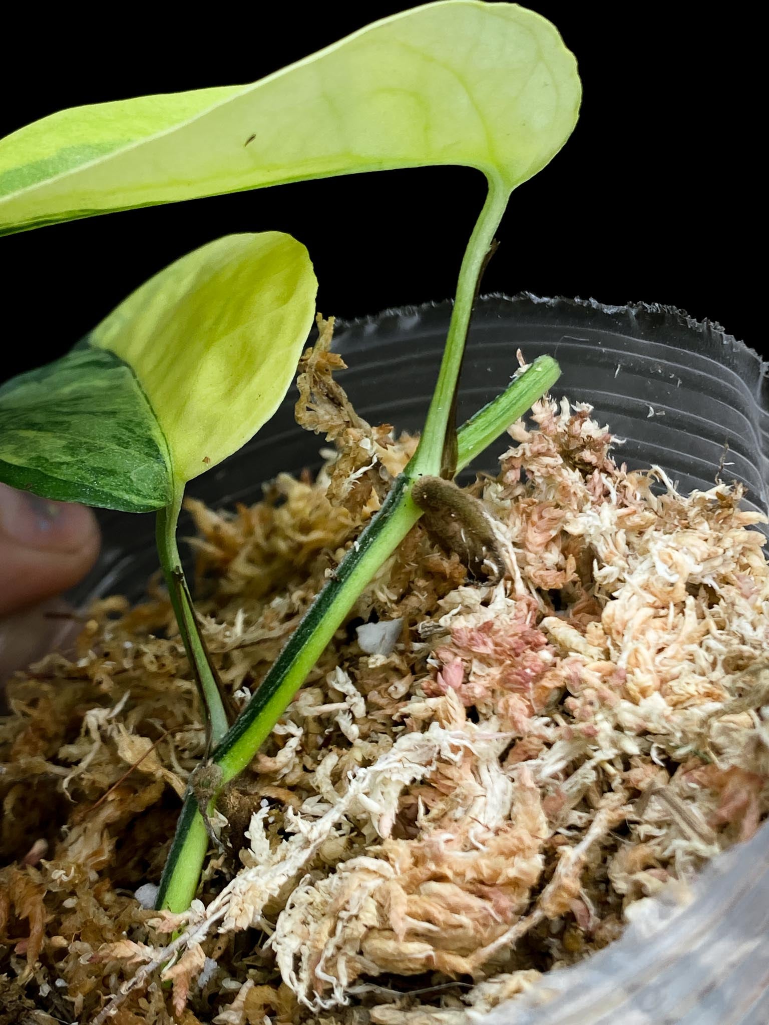 Epipremnum cebu Blue Aurea Variegated 2 Leaves 2 Nodes Rooted