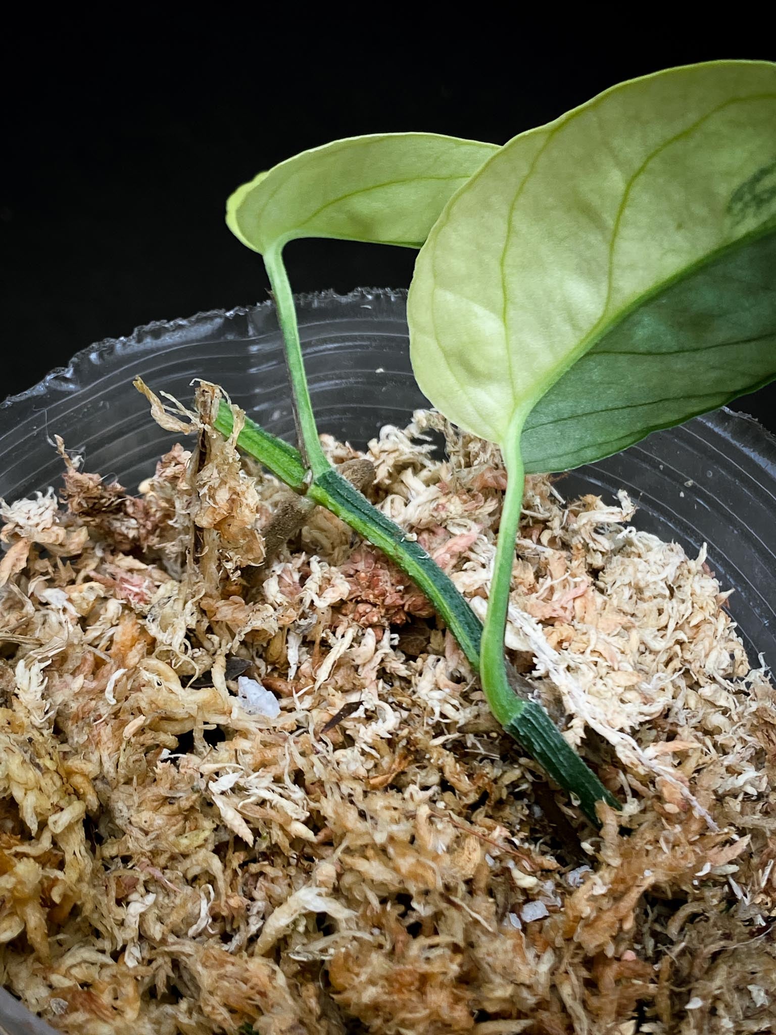 Epipremnum cebu Blue Aurea Variegated 2 Leaves 2 Nodes Rooted