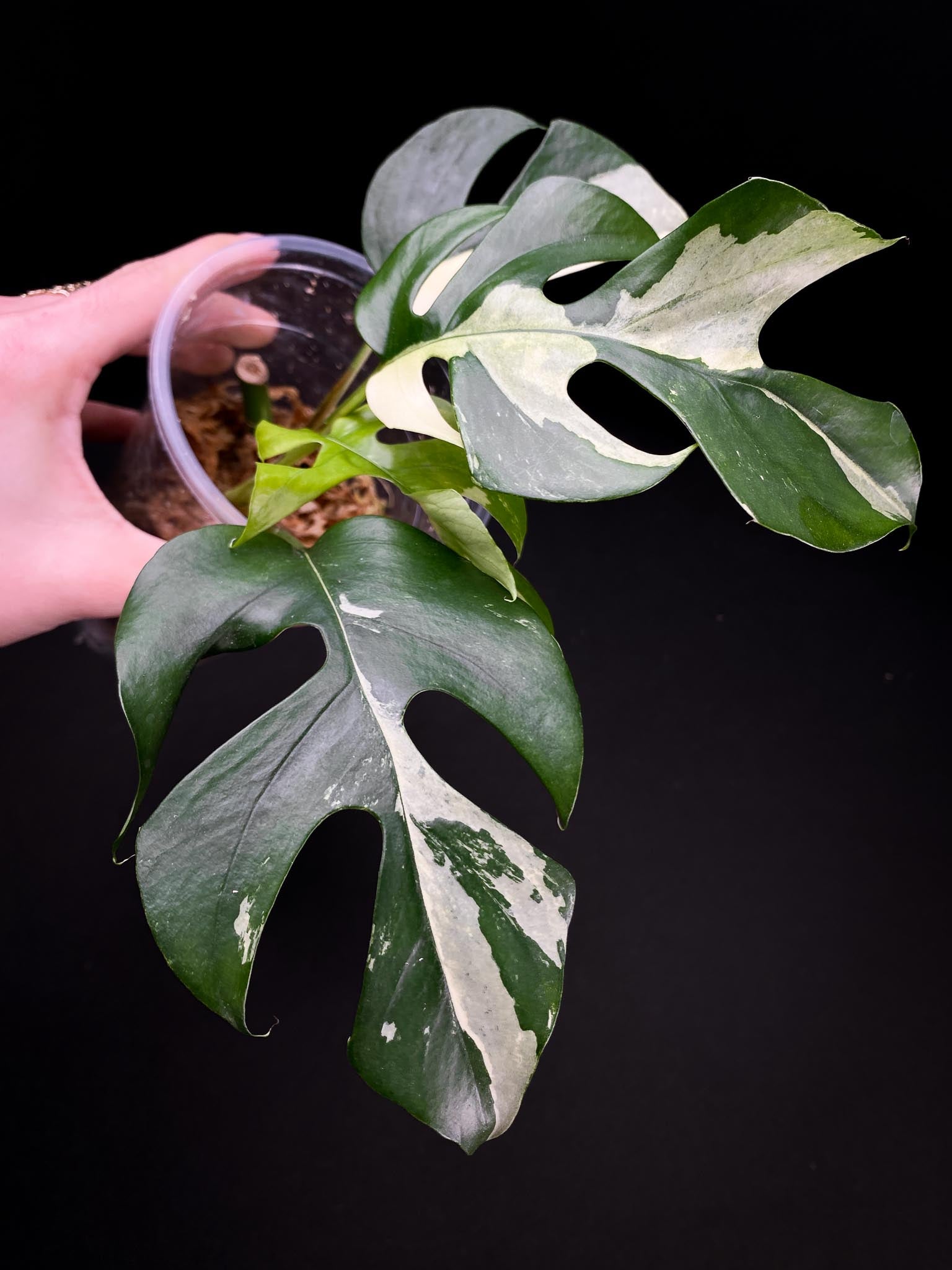 Rhaphidophora tetrasperma variegated 4 Leaves 5 Nodes 1 Growing Bud top cutting Rooted