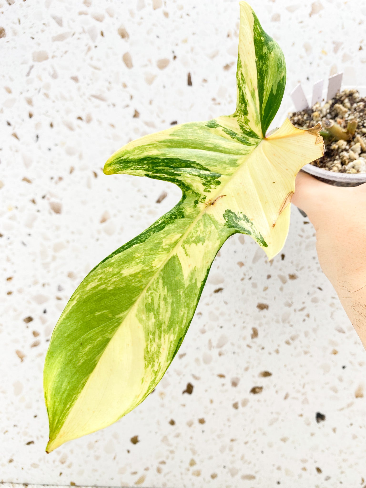 Philodendron Florida Beauty 1 leaf