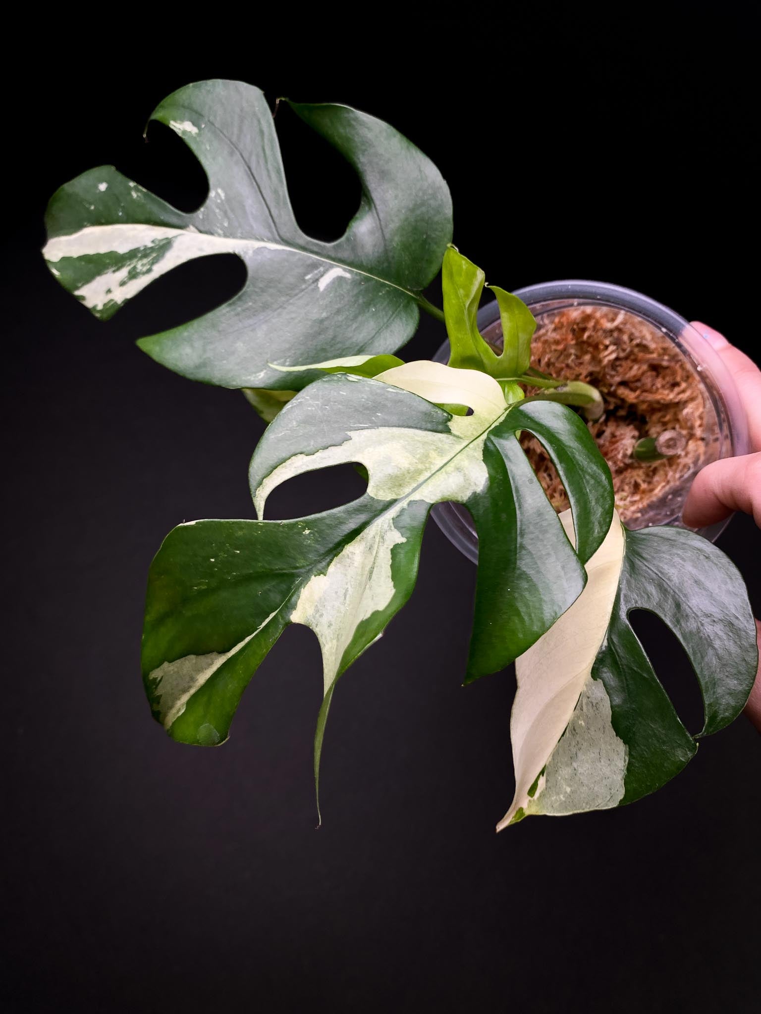 Rhaphidophora tetrasperma variegated 4 Leaves 5 Nodes 1 Growing Bud top cutting Rooted