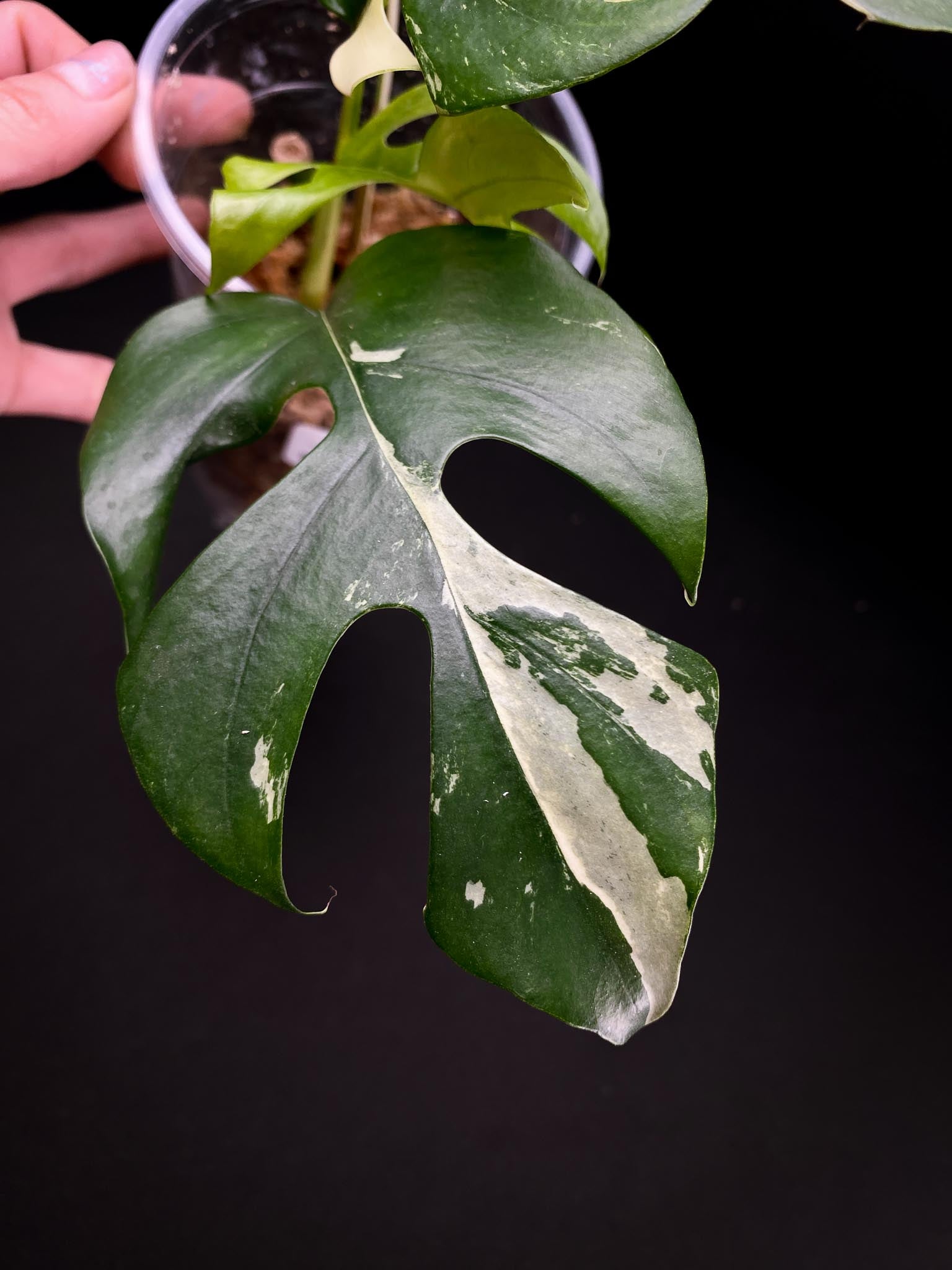 Rhaphidophora tetrasperma variegated 4 Leaves 5 Nodes 1 Growing Bud top cutting Rooted
