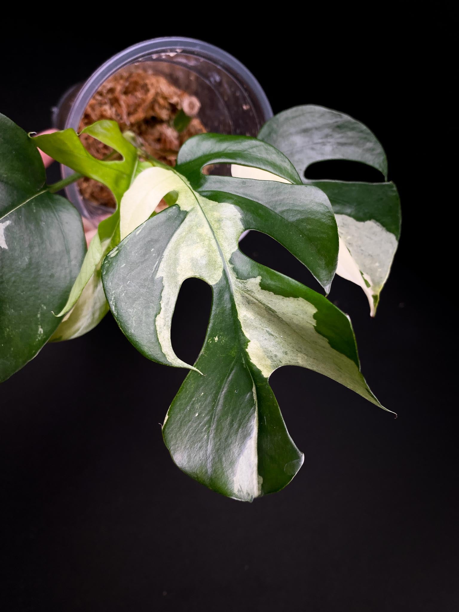 Rhaphidophora tetrasperma variegated 4 Leaves 5 Nodes 1 Growing Bud top cutting Rooted