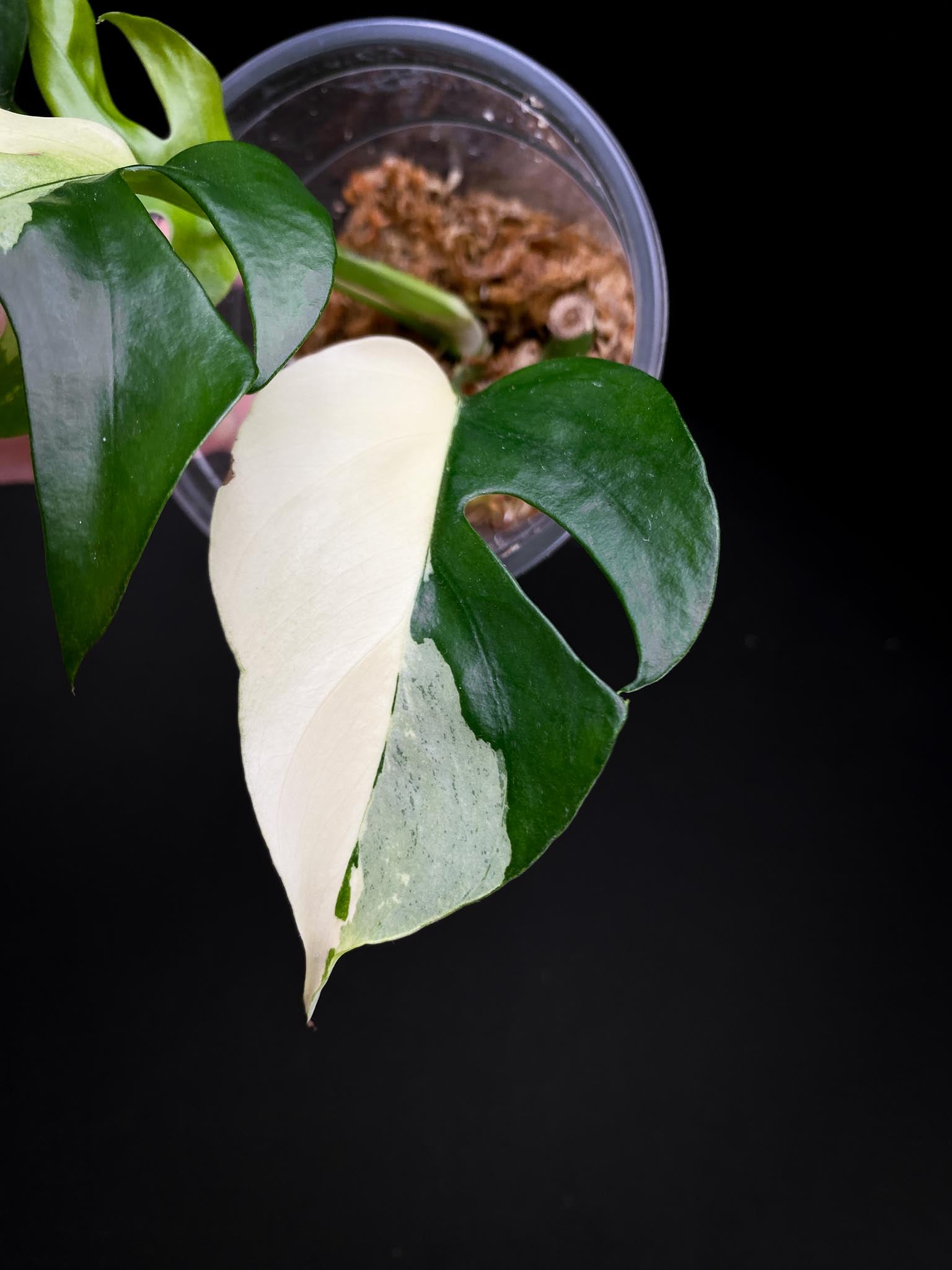 Rhaphidophora tetrasperma variegated 4 Leaves 5 Nodes 1 Growing Bud top cutting Rooted