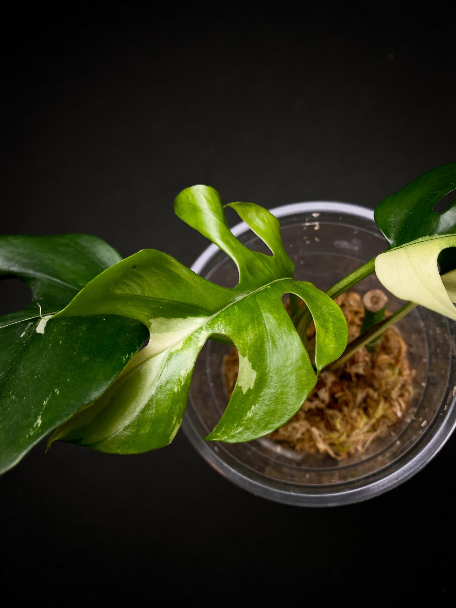 Rhaphidophora tetrasperma variegated 4 Leaves 5 Nodes 1 Growing Bud top cutting Rooted