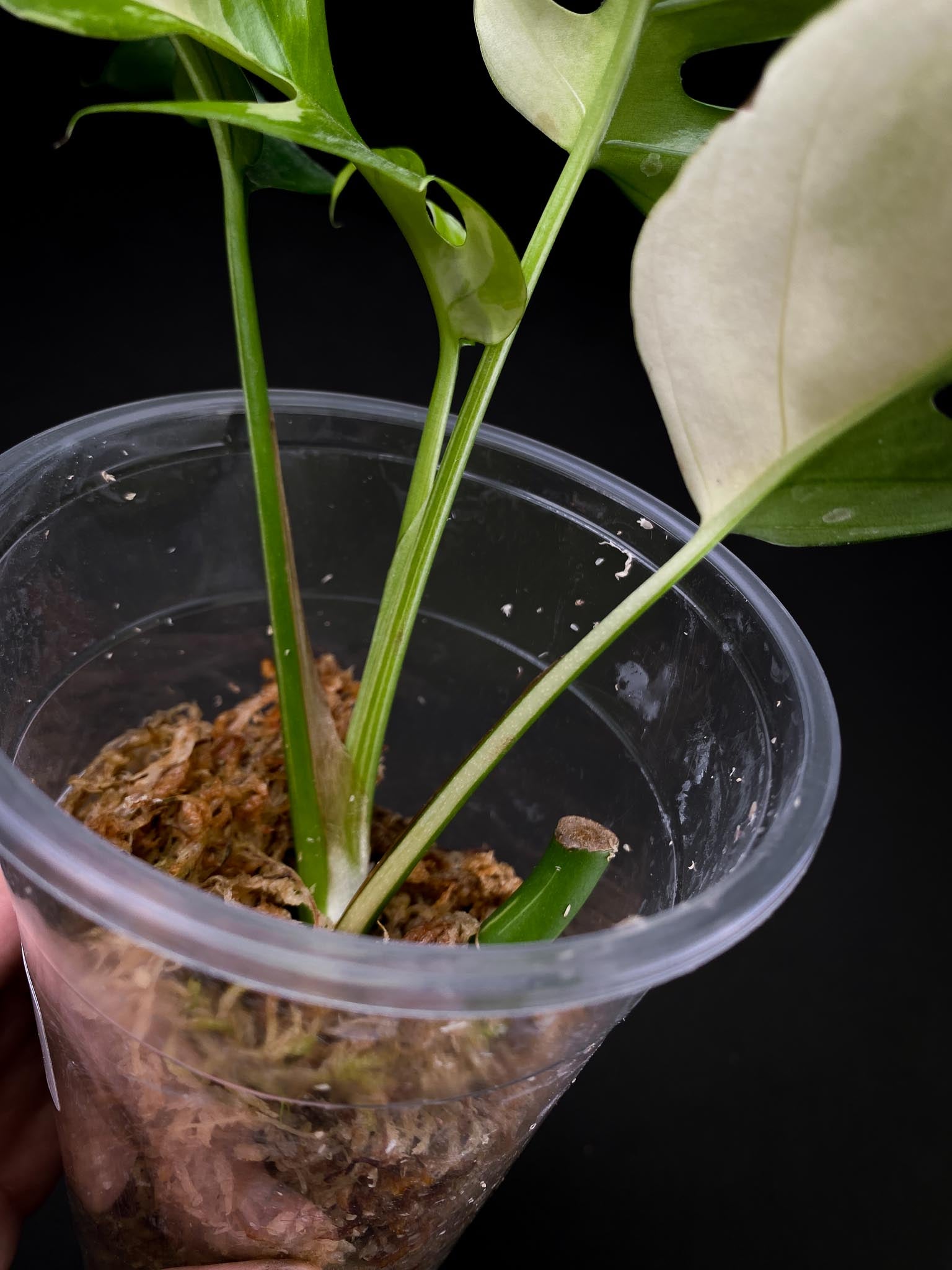 Rhaphidophora tetrasperma variegated 4 Leaves 5 Nodes 1 Growing Bud top cutting Rooted
