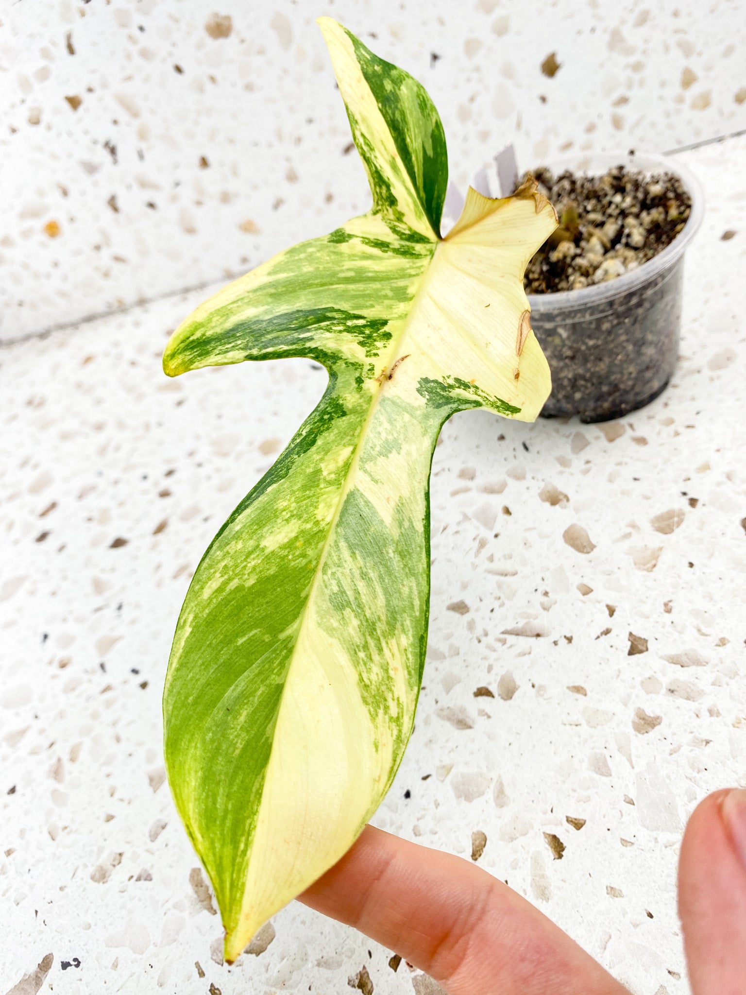 Philodendron Florida Beauty 1 leaf