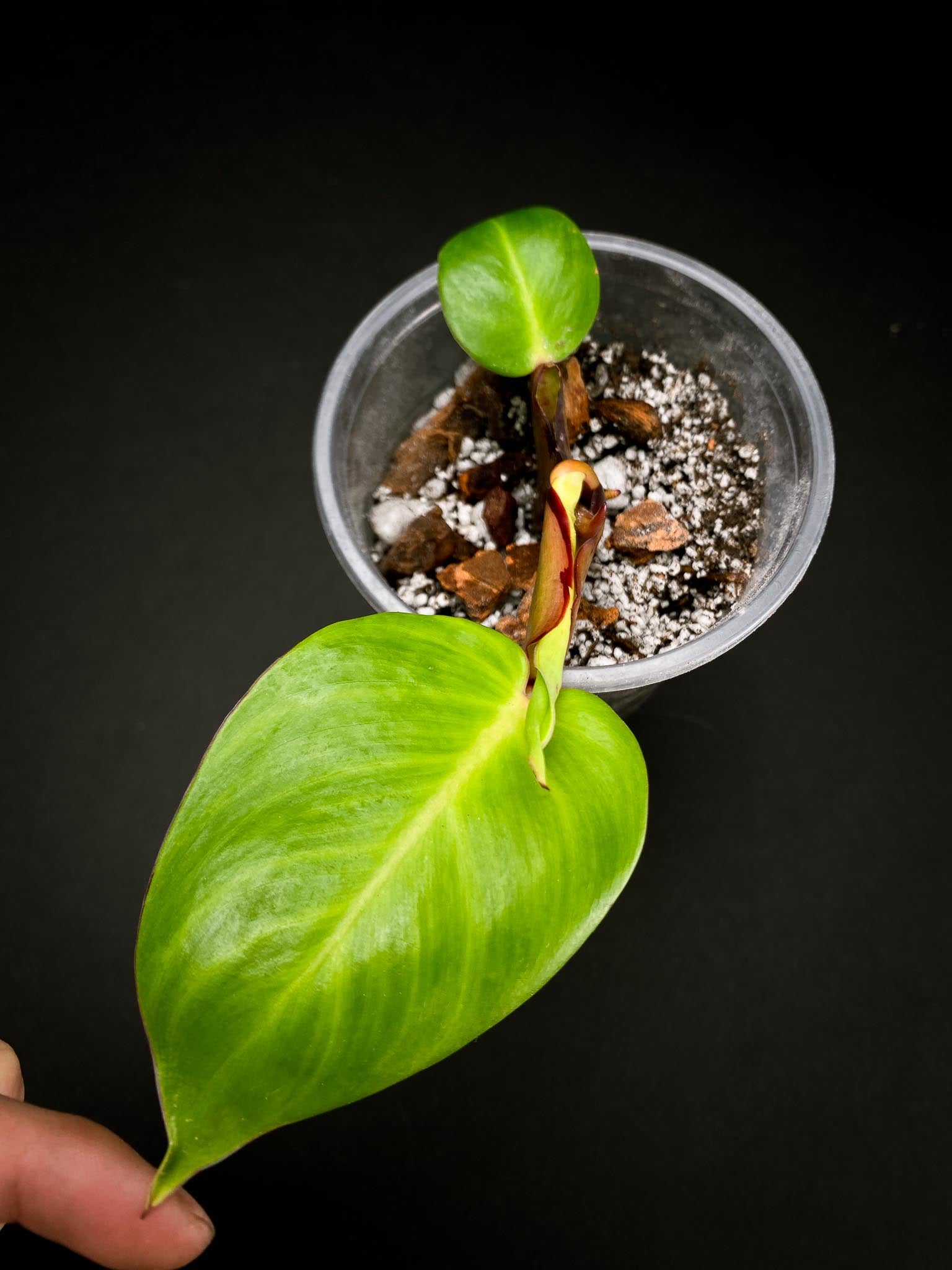 *Philodendron Red Moon Variegated 2 Leaves 3 Nodes 1 Sprout Rooted