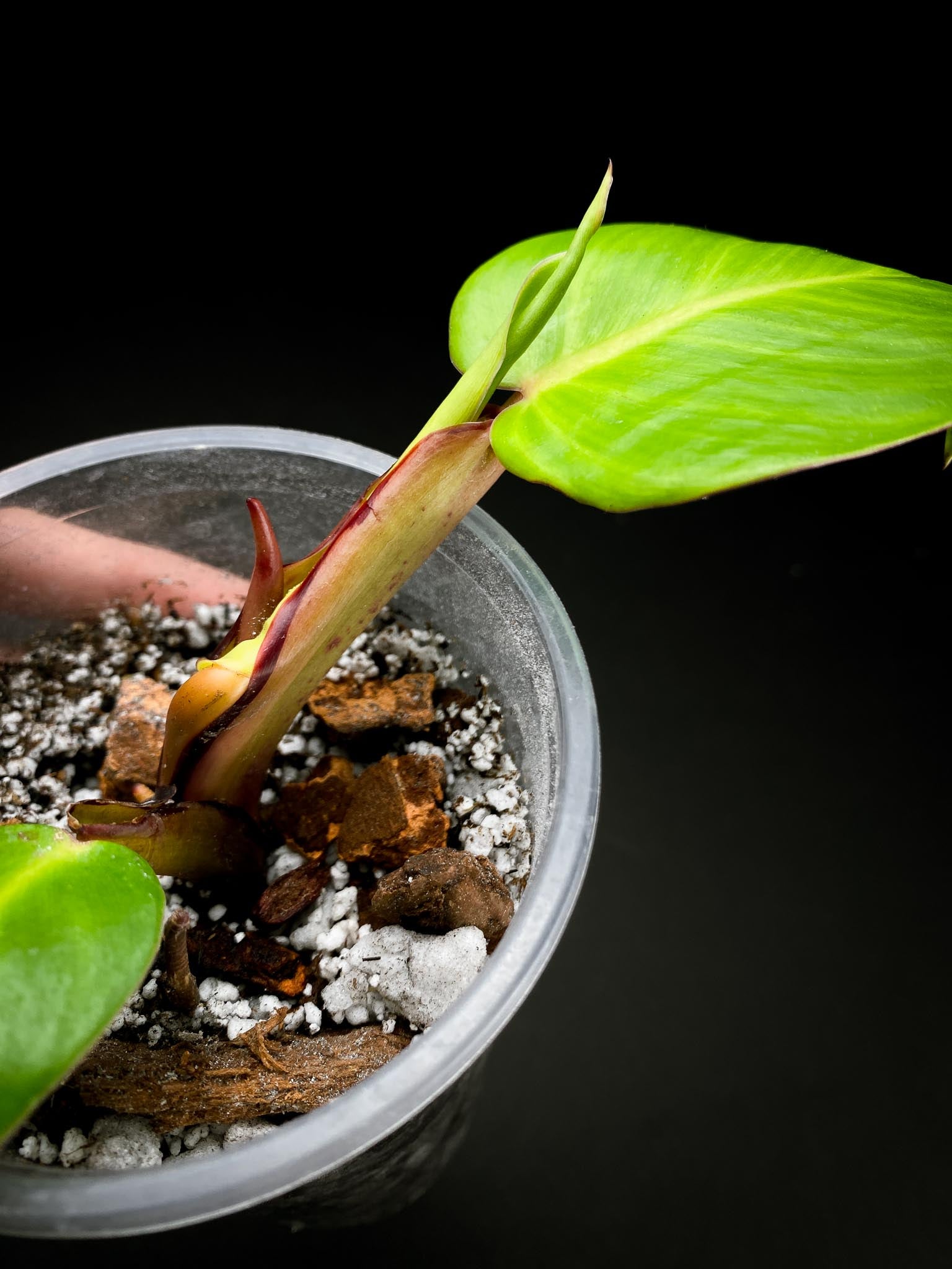 *Philodendron Red Moon Variegated 2 Leaves 3 Nodes 1 Sprout Rooted