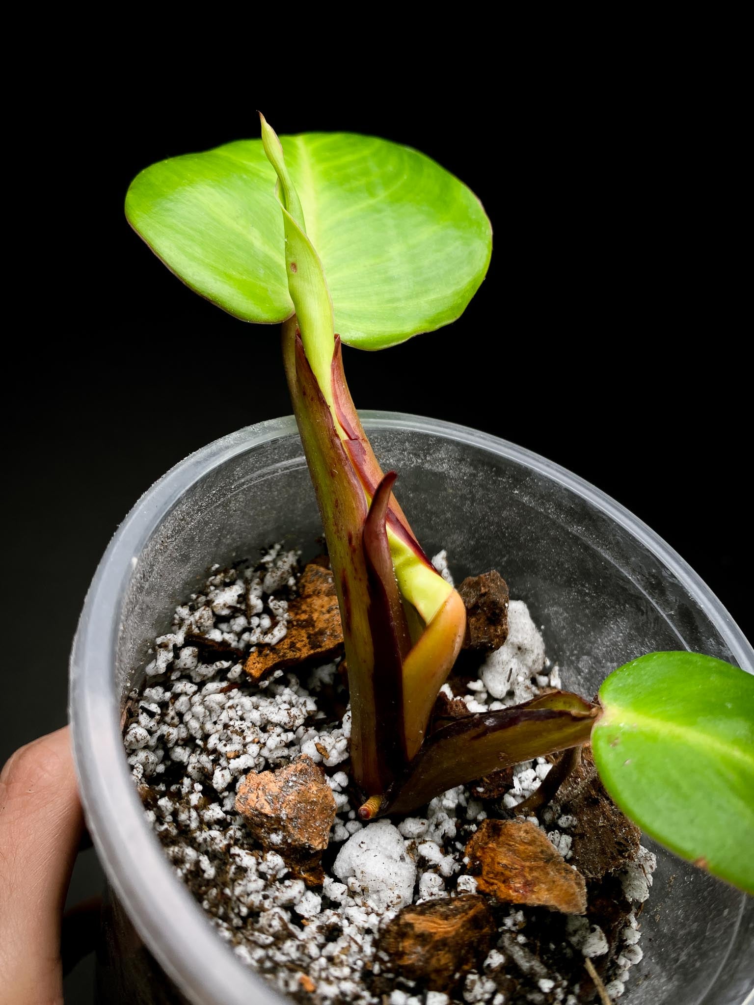 *Philodendron Red Moon Variegated 2 Leaves 3 Nodes 1 Sprout Rooted