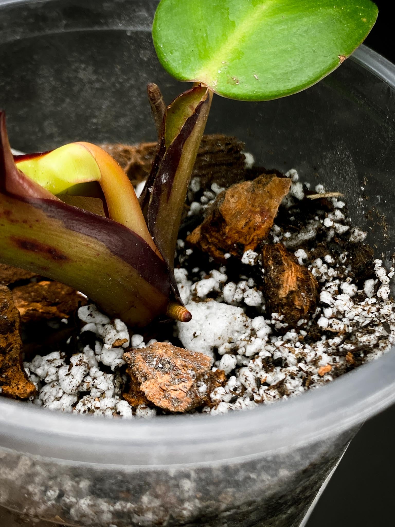 *Philodendron Red Moon Variegated 2 Leaves 3 Nodes 1 Sprout Rooted
