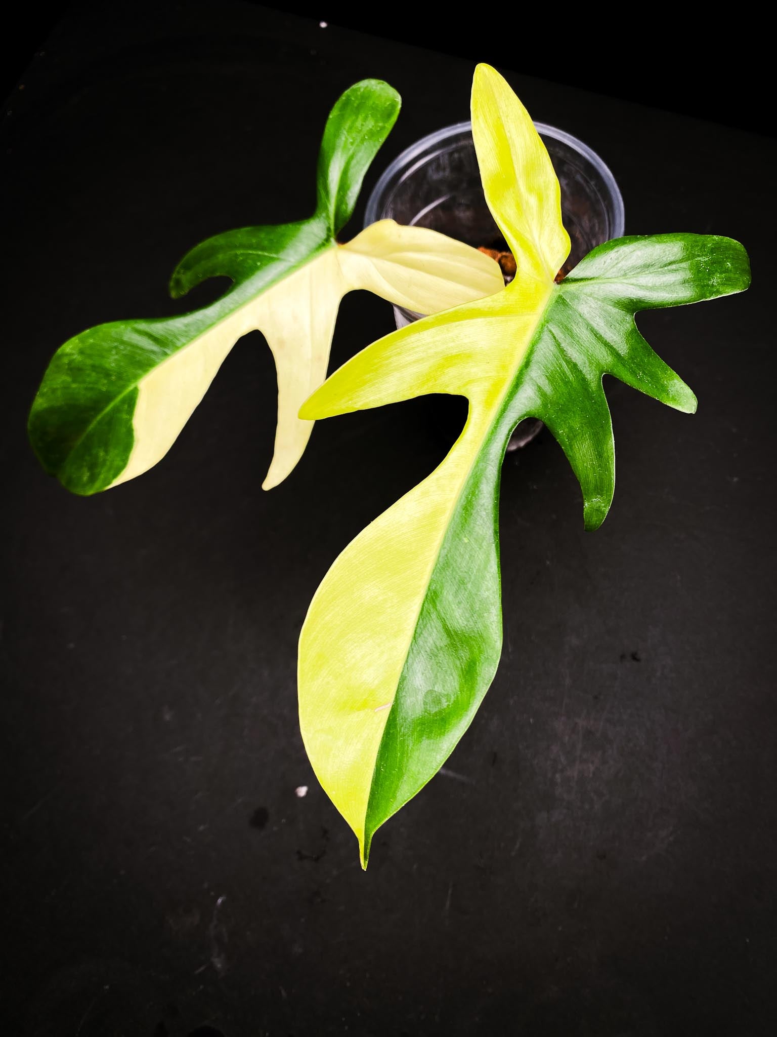 Philodendron Florida beauty 2 Leaves 3 Nodes 1 Sprout Rooted