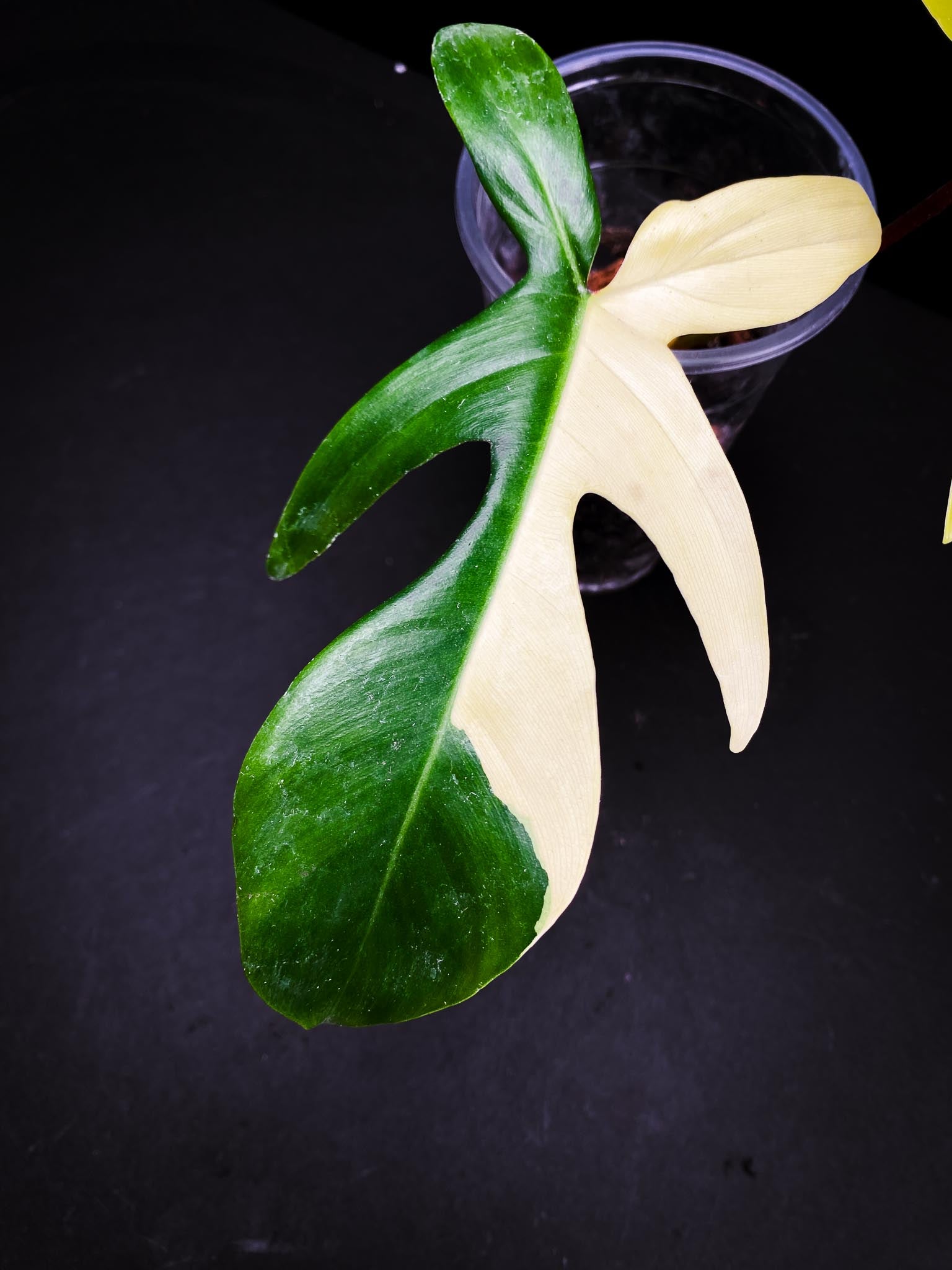 Philodendron Florida beauty 2 Leaves 3 Nodes 1 Sprout Rooted