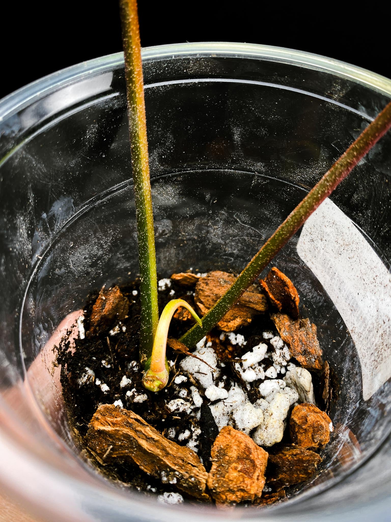 Philodendron Florida beauty 2 Leaves 3 Nodes 1 Sprout Rooted