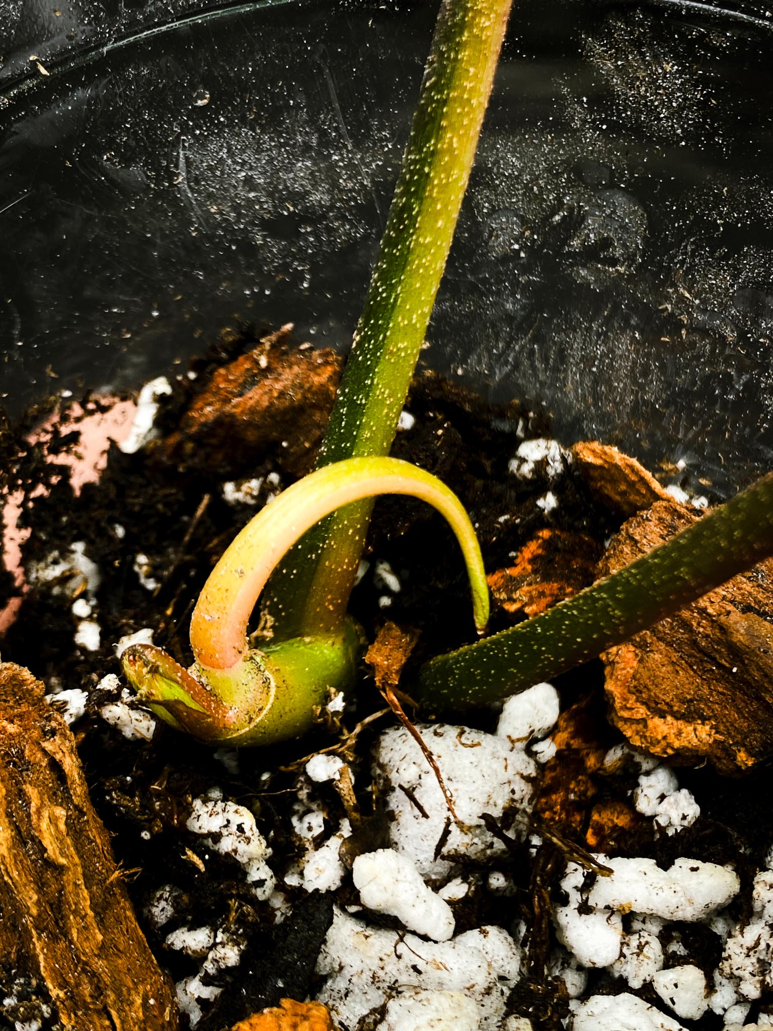 Philodendron Florida beauty 2 Leaves 3 Nodes 1 Sprout Rooted