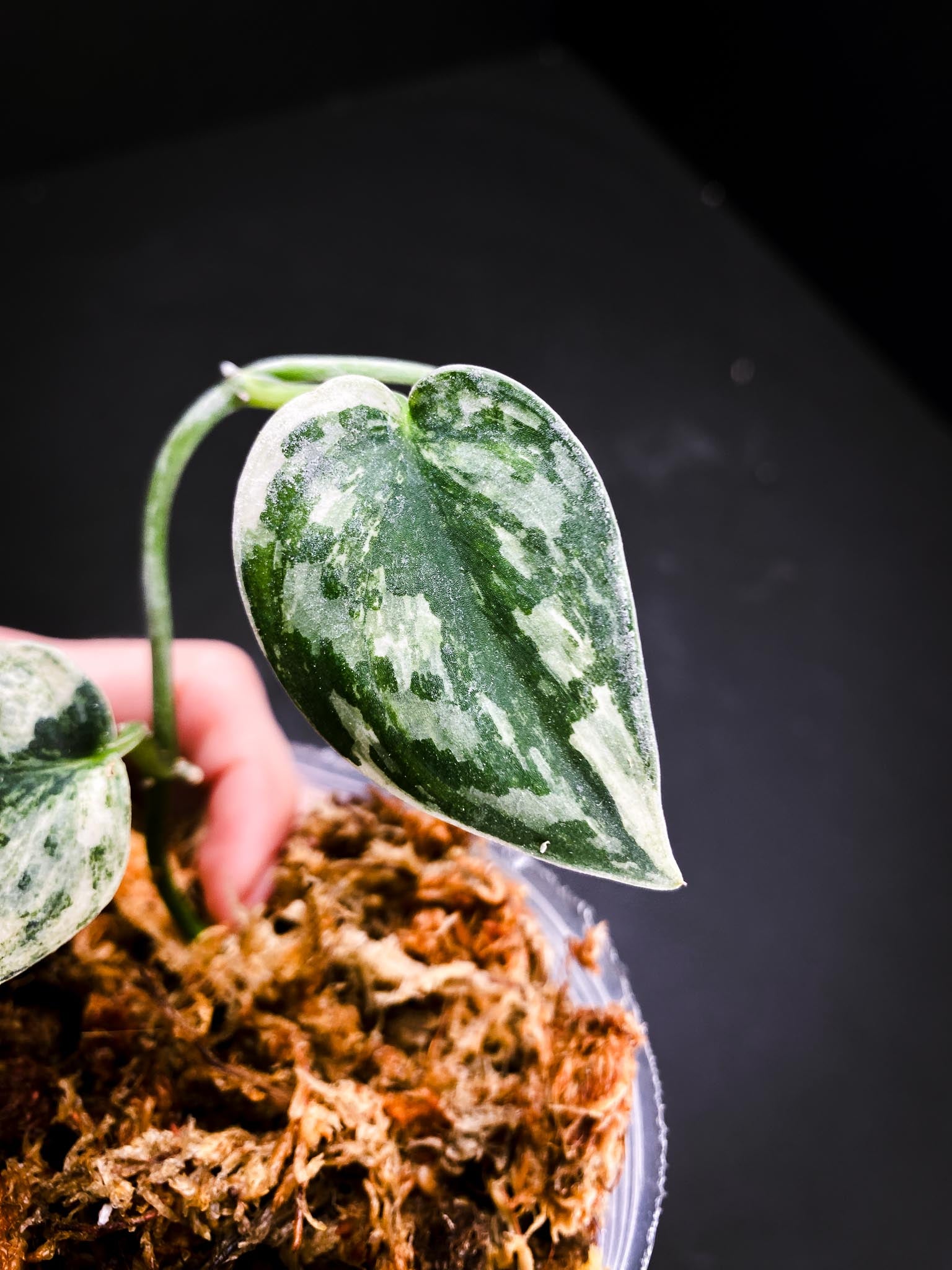 Scindapsus Mayari Mint Variegated 2 Leaves Multiple Nodes Rooted