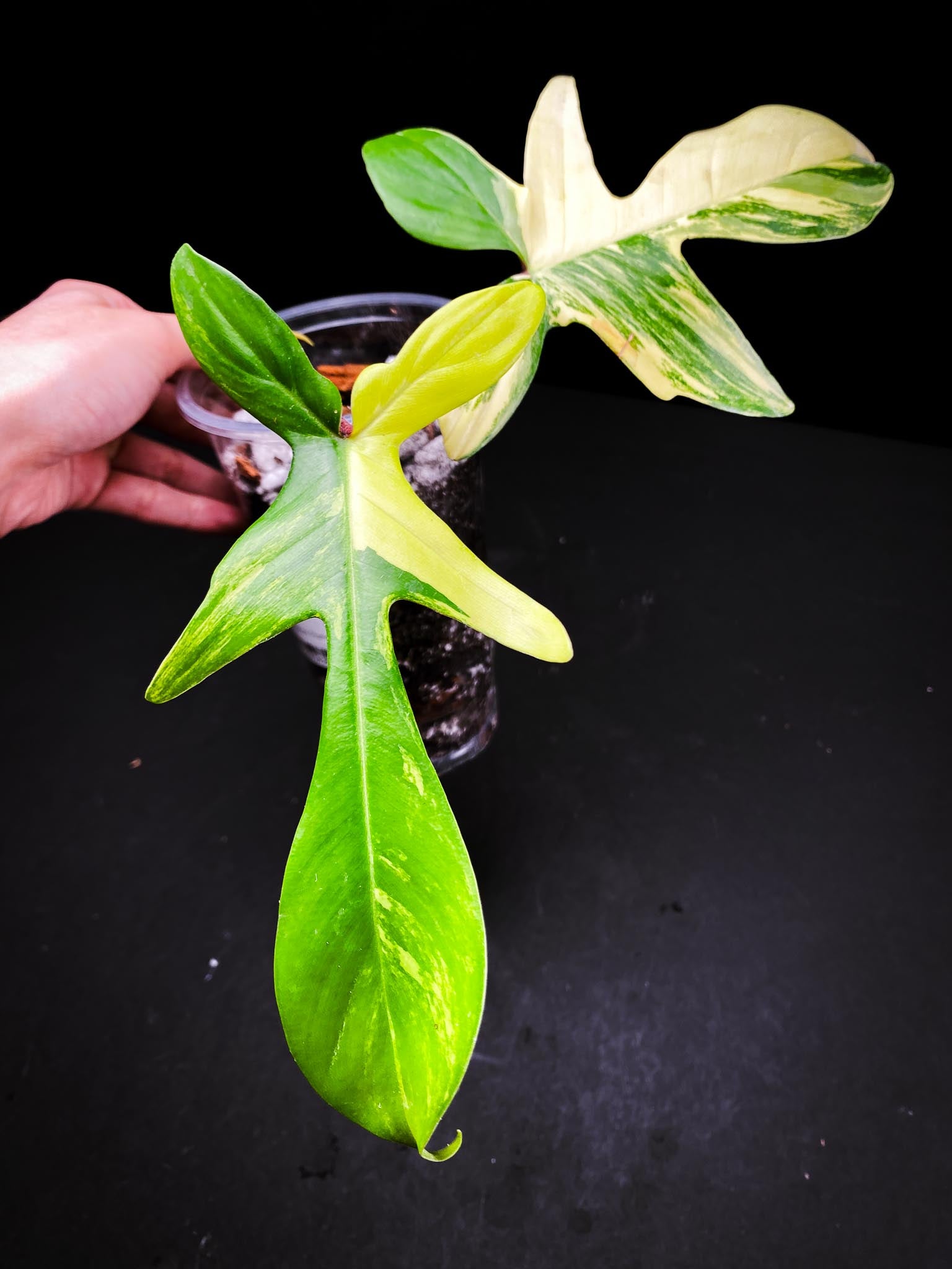 Philodendron Florida beauty 2 Leaves 3 Nodes 1 Growing Bud 1 Sprout Top Cutting Rooted