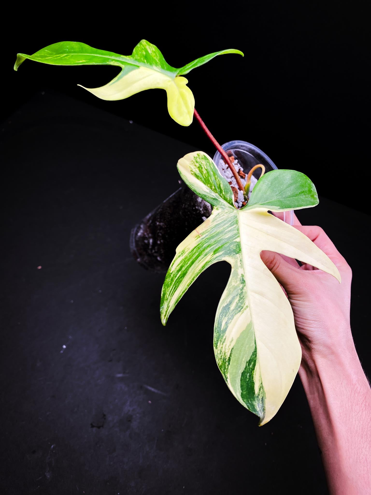 Philodendron Florida beauty 2 Leaves 3 Nodes 1 Growing Bud 1 Sprout Top Cutting Rooted