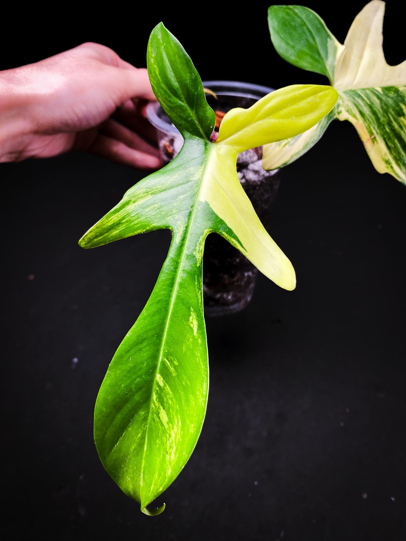 Philodendron Florida beauty 2 Leaves 3 Nodes 1 Growing Bud 1 Sprout Top Cutting Rooted