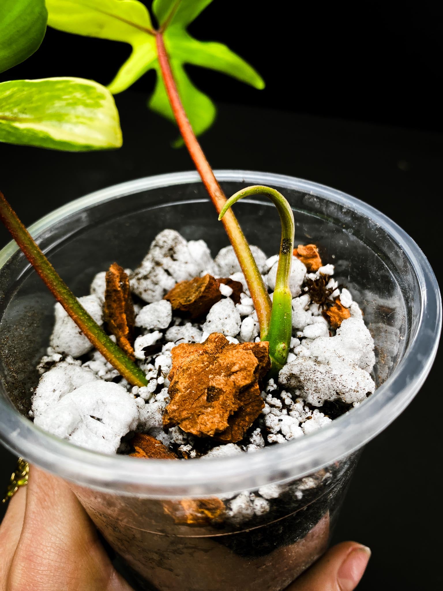 Philodendron Florida beauty 2 Leaves 3 Nodes 1 Growing Bud 1 Sprout Top Cutting Rooted
