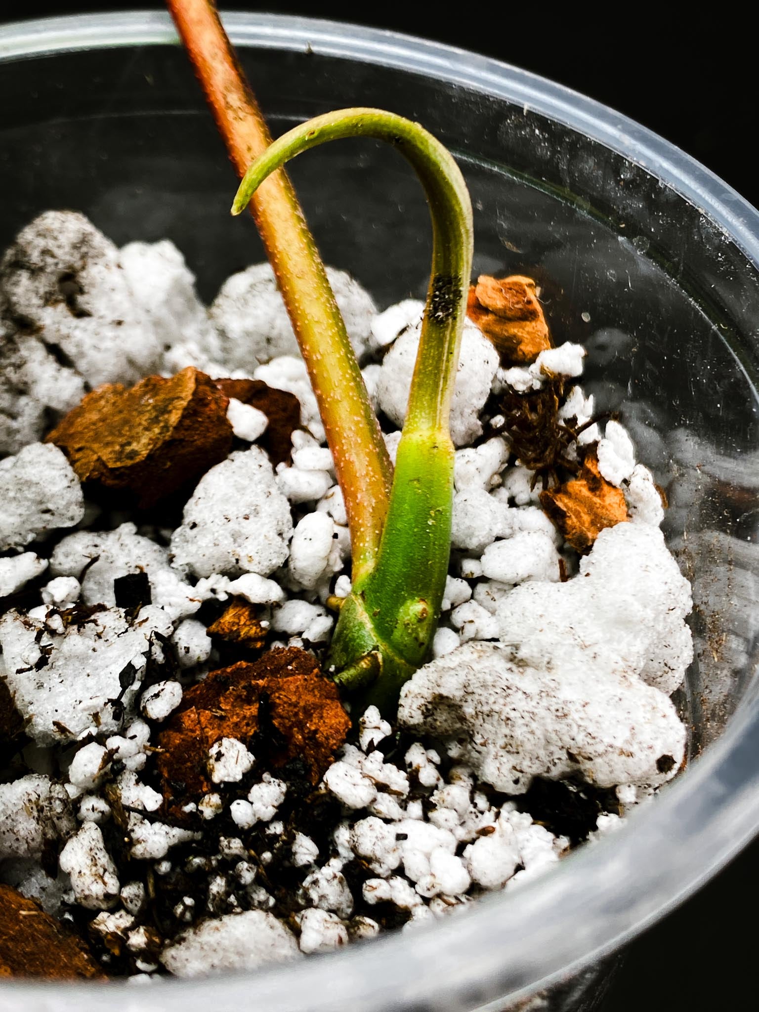 Philodendron Florida beauty 2 Leaves 3 Nodes 1 Growing Bud 1 Sprout Top Cutting Rooted