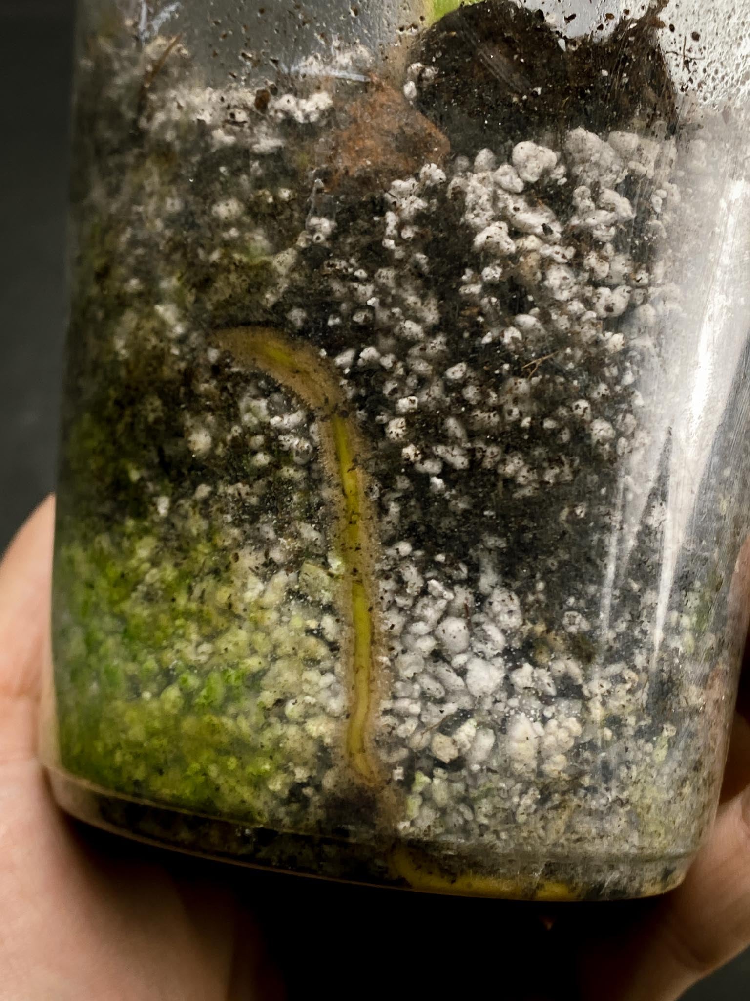 *Monstera albo Japanese White Tiger 2 Nodes Rooted