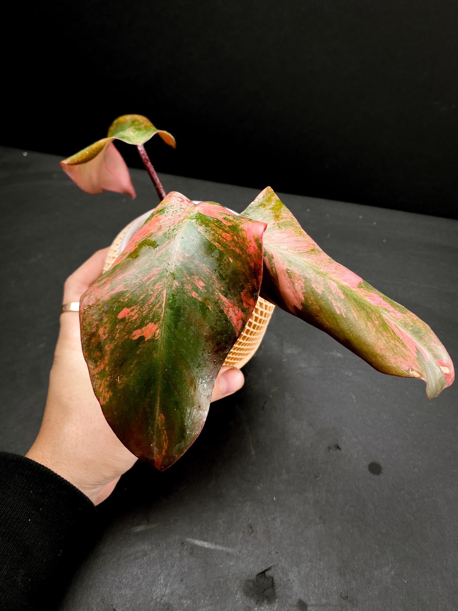 Philodendron Strawberry Shake 3 Leaves 3 Nodes top cutting Rooted