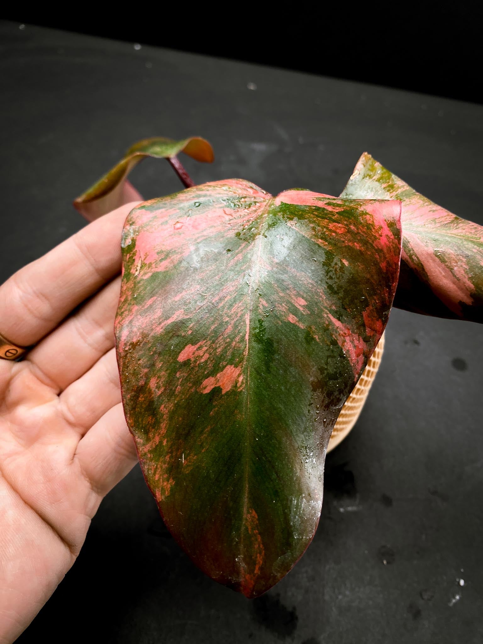 Philodendron Strawberry Shake 3 Leaves 3 Nodes top cutting Rooted