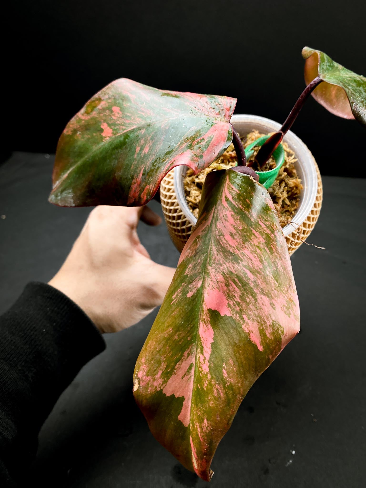 Philodendron Strawberry Shake 3 Leaves 3 Nodes top cutting Rooted