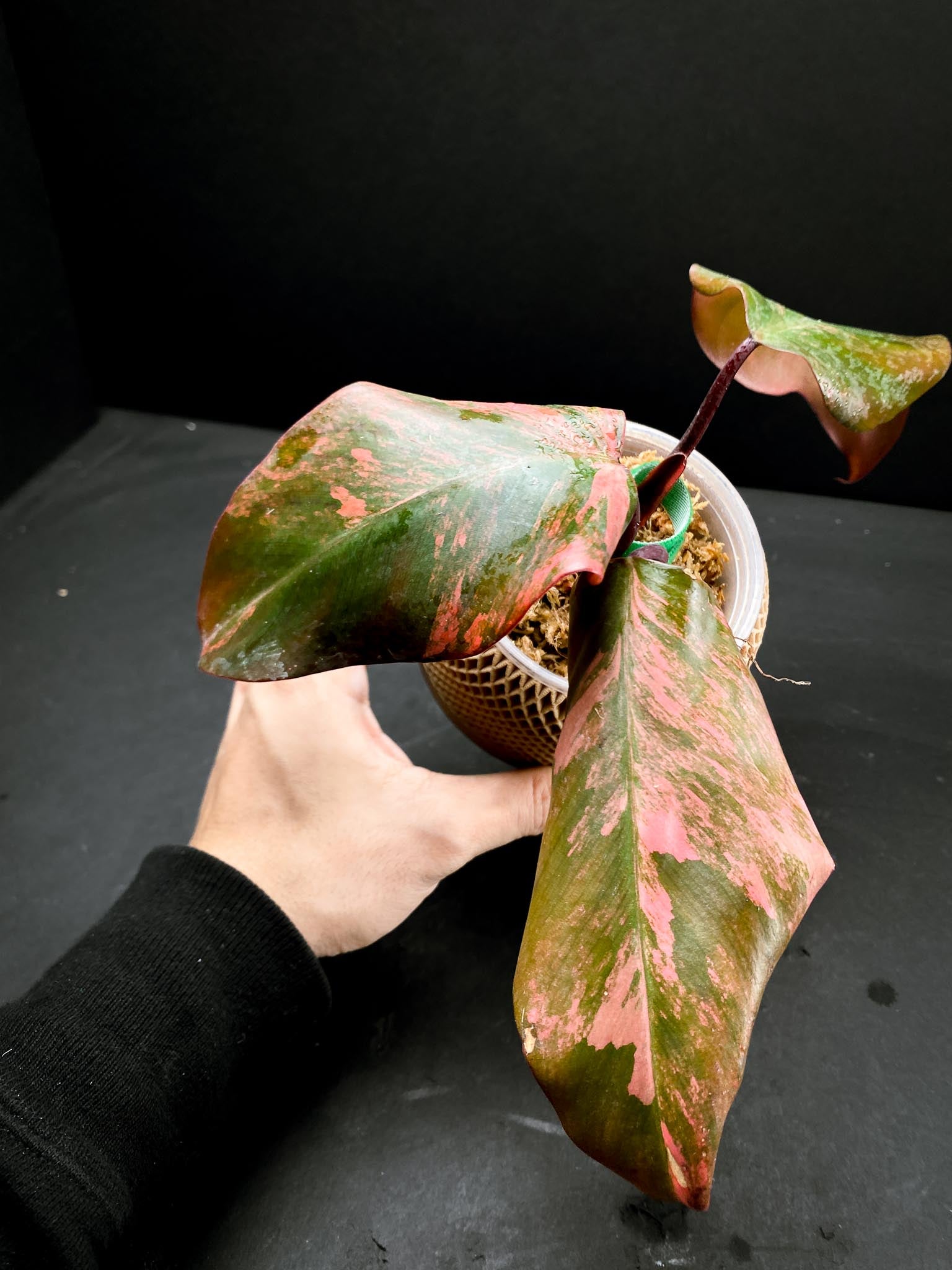 Philodendron Strawberry Shake 3 Leaves 3 Nodes top cutting Rooted
