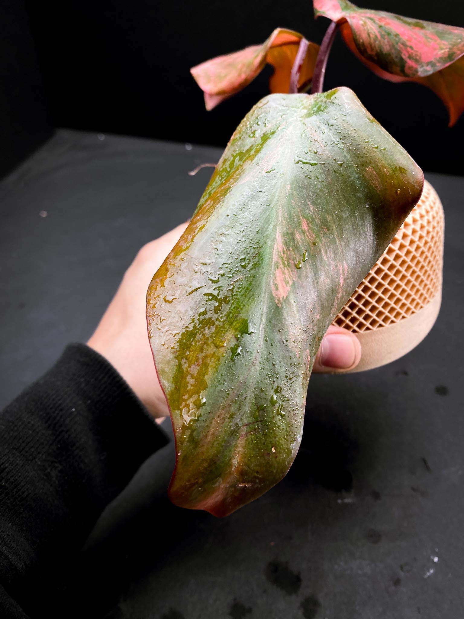 Philodendron Strawberry Shake 3 Leaves 3 Nodes top cutting Rooted