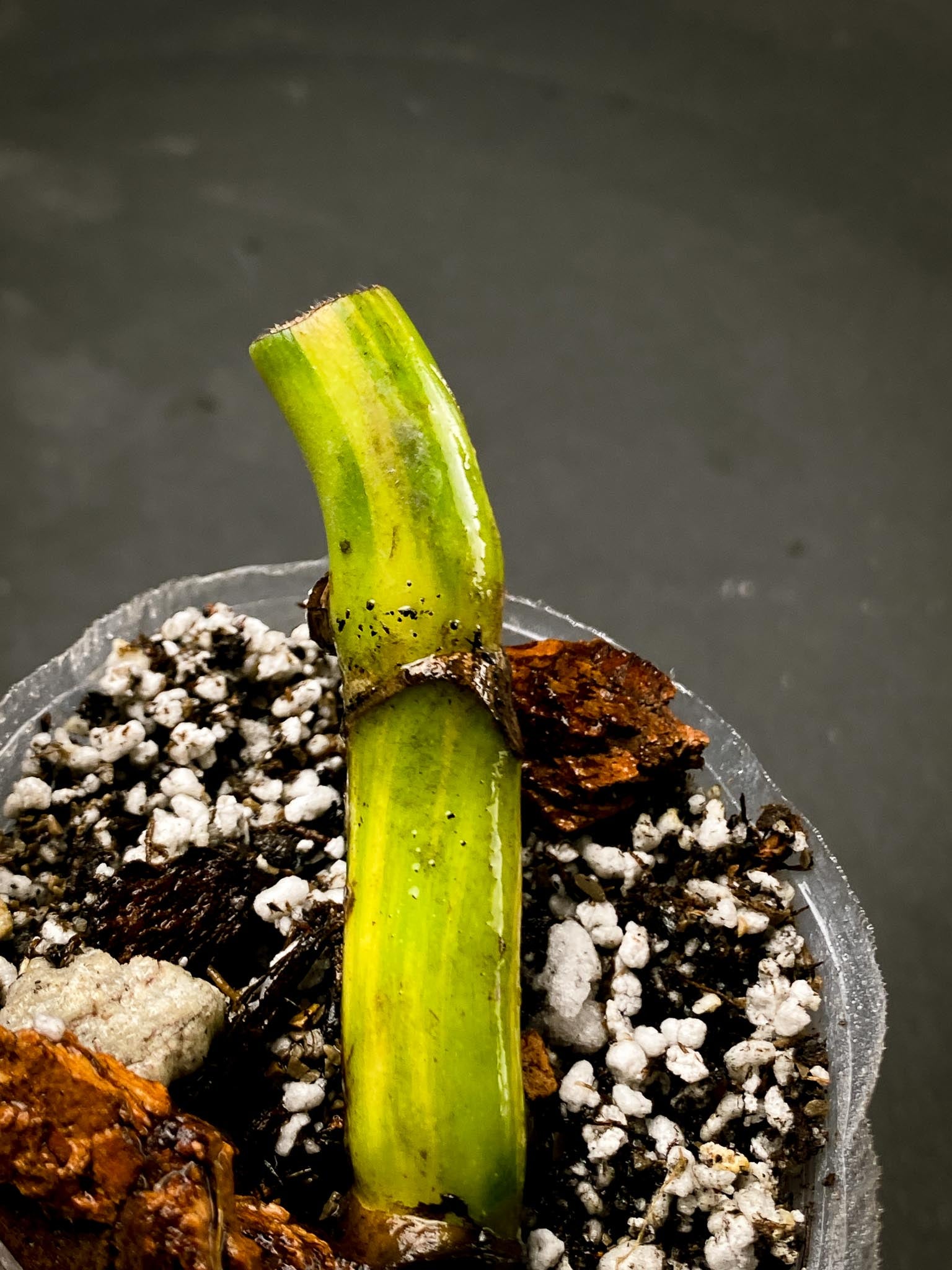 Monstera Aurea Tricolor double Node Rooted