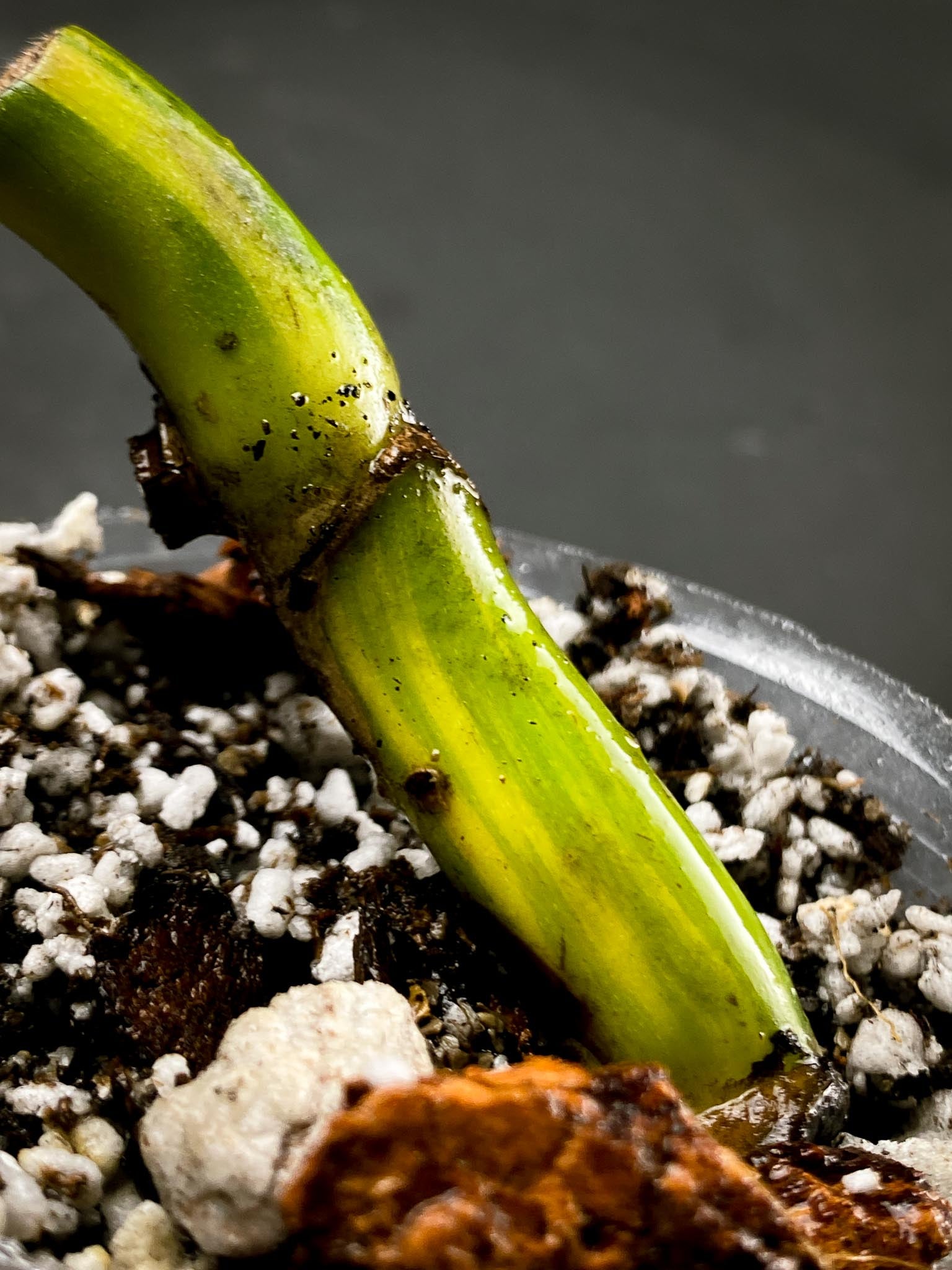 Monstera Aurea Tricolor double Node Rooted