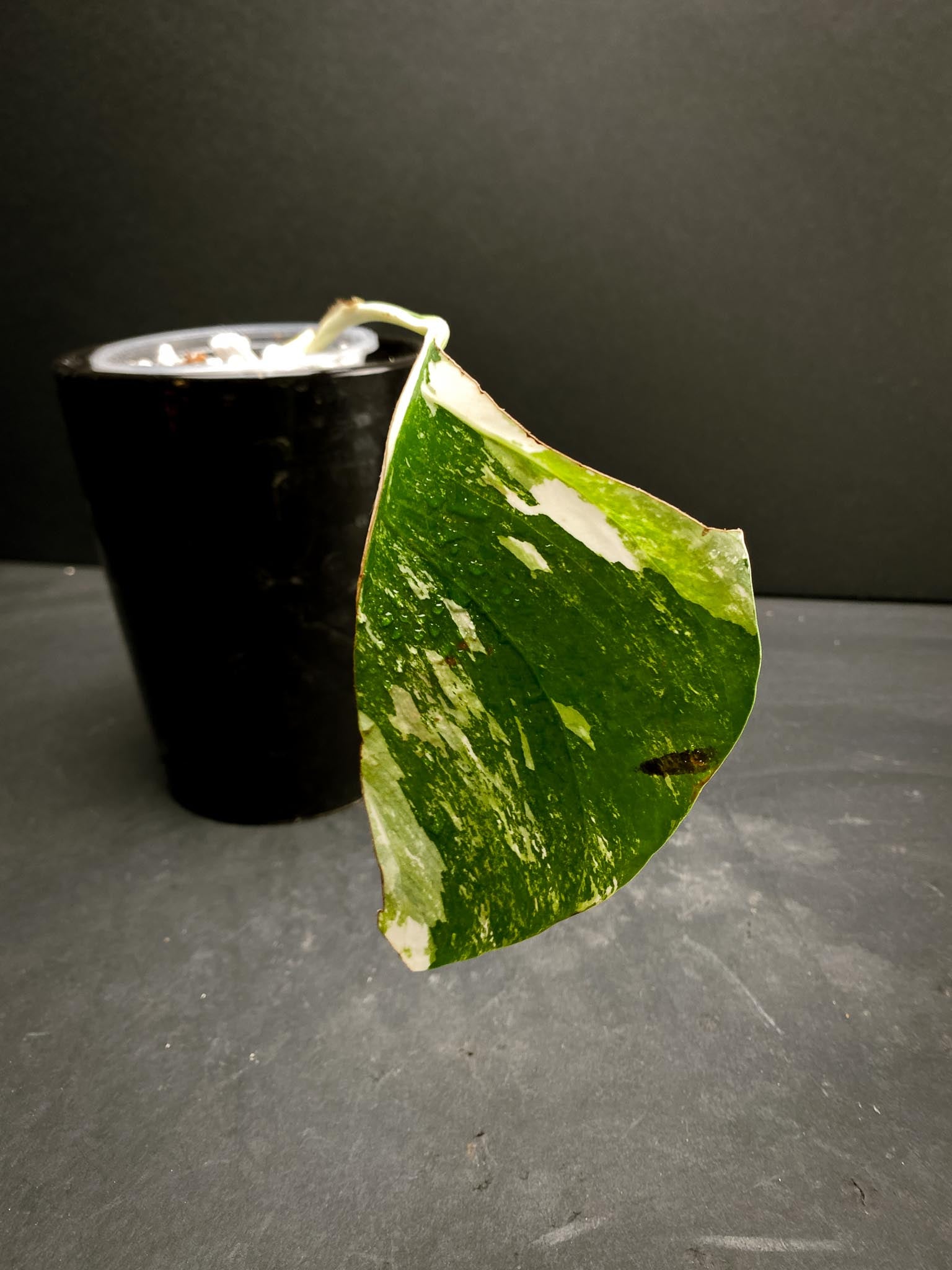 *Monstera albo Japanese White Tiger 1 Leaf 1 Node 1 Growing Bud Rooted
