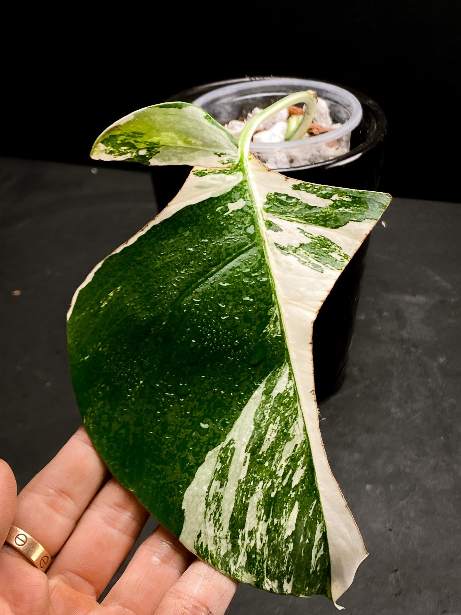 Monstera albo Japanese White Tiger 1 Leaf 1 Node Rooted