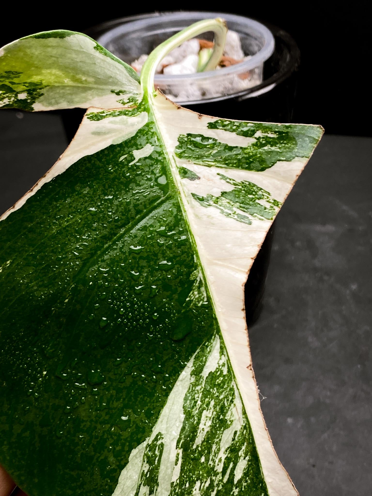 Monstera albo Japanese White Tiger 1 Leaf 1 Node Rooted