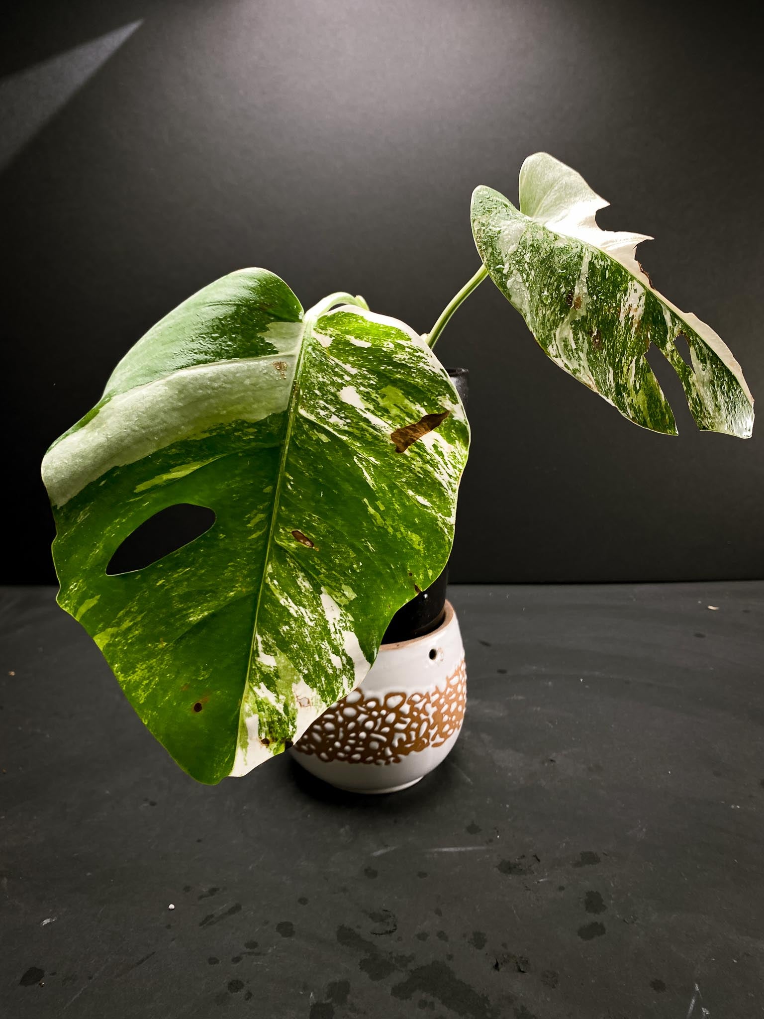 Monstera albo Japanese White Tiger 2 Leaves 2 Nodes Rooted