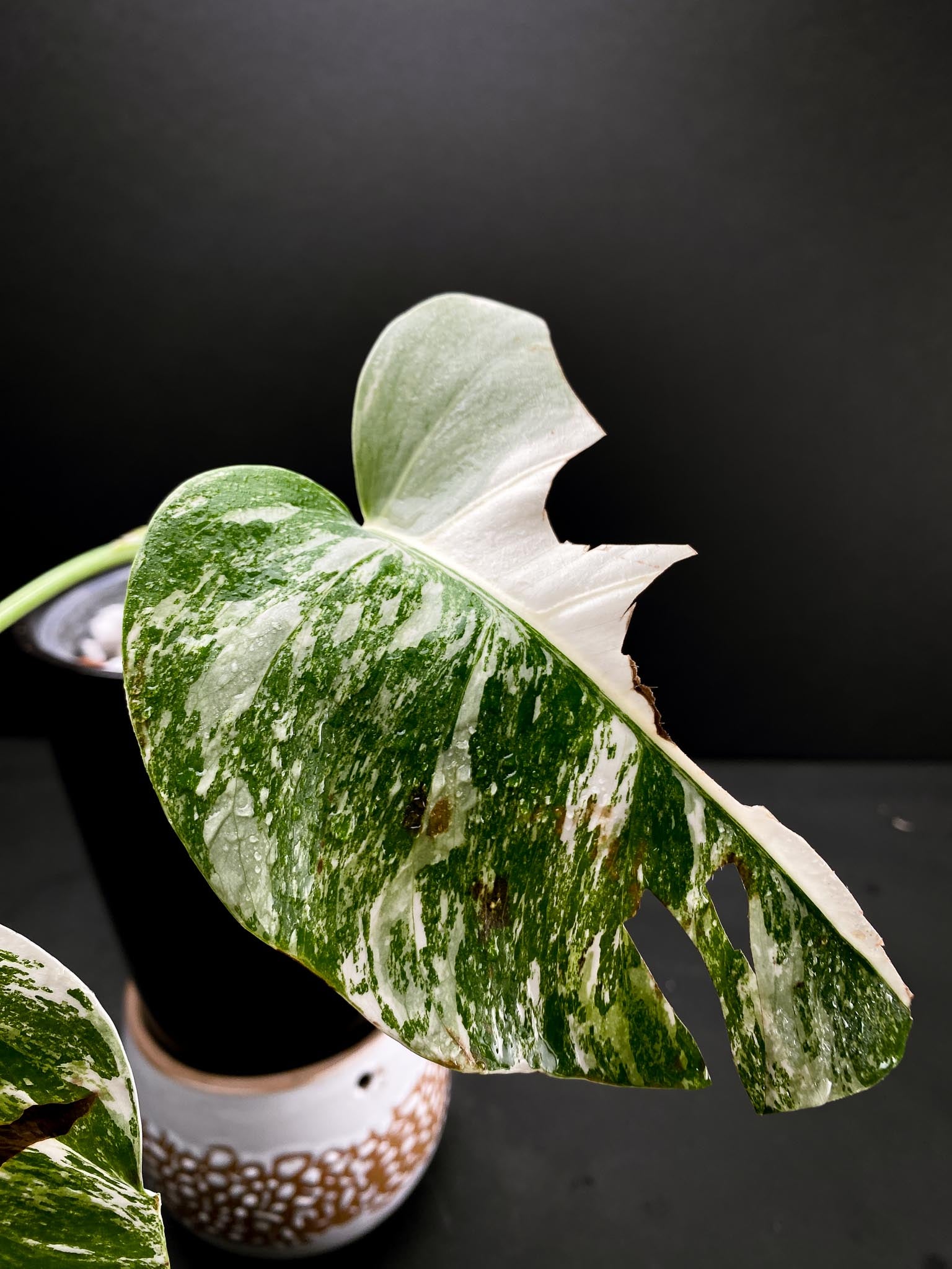 Monstera albo Japanese White Tiger 2 Leaves 2 Nodes Rooted