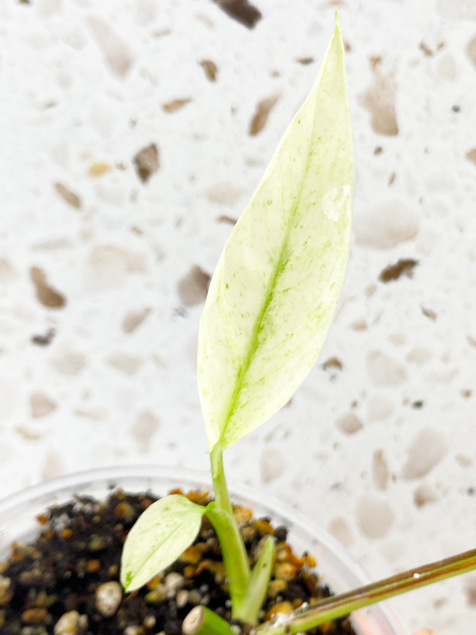 Monstera Laniata Variegated 3 leaves