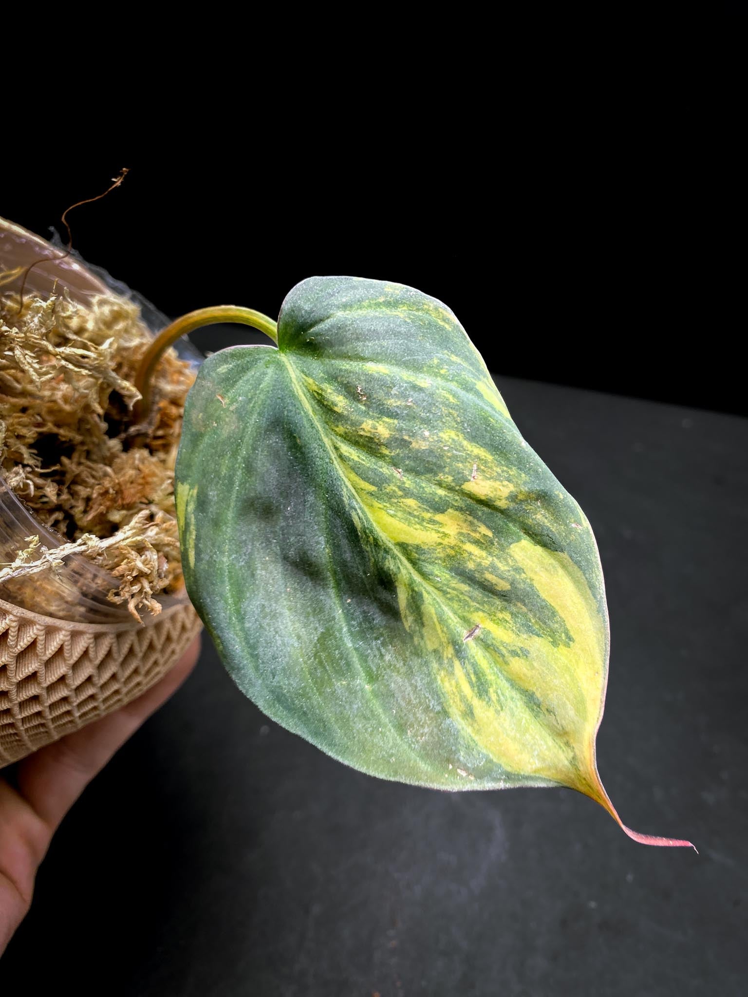 Philodendron Micans Variegated 1 Leaf 1 Node Rooted