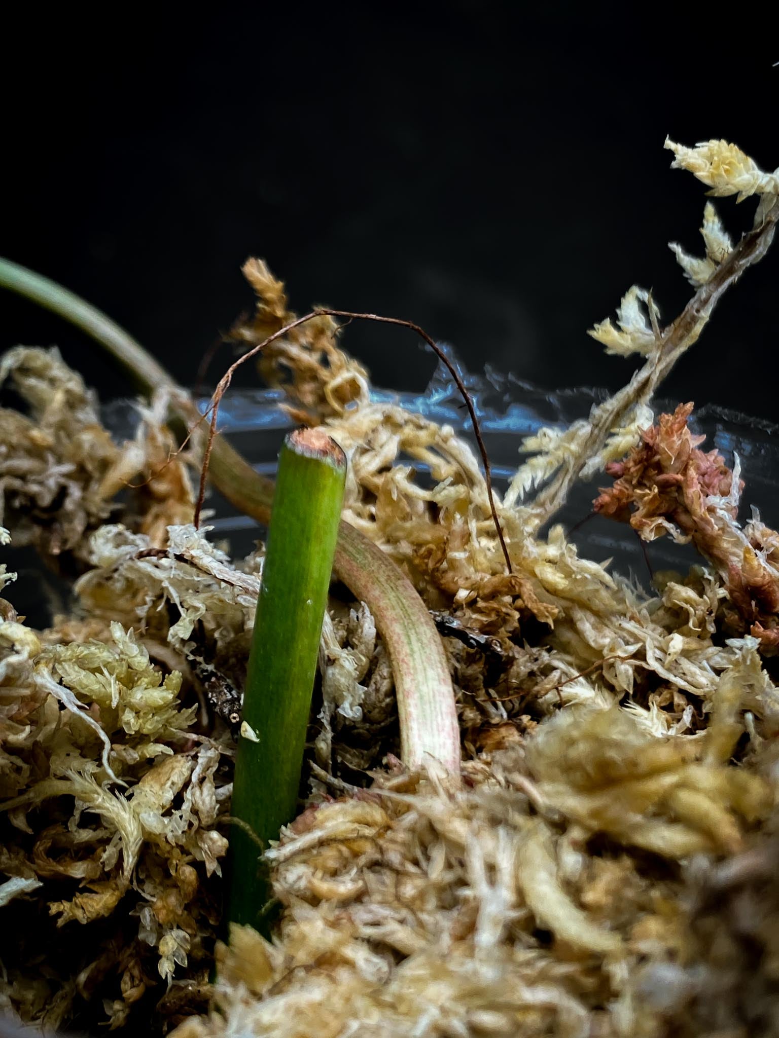 Philodendron Micans Variegated 1 Leaf 1 Node Rooted