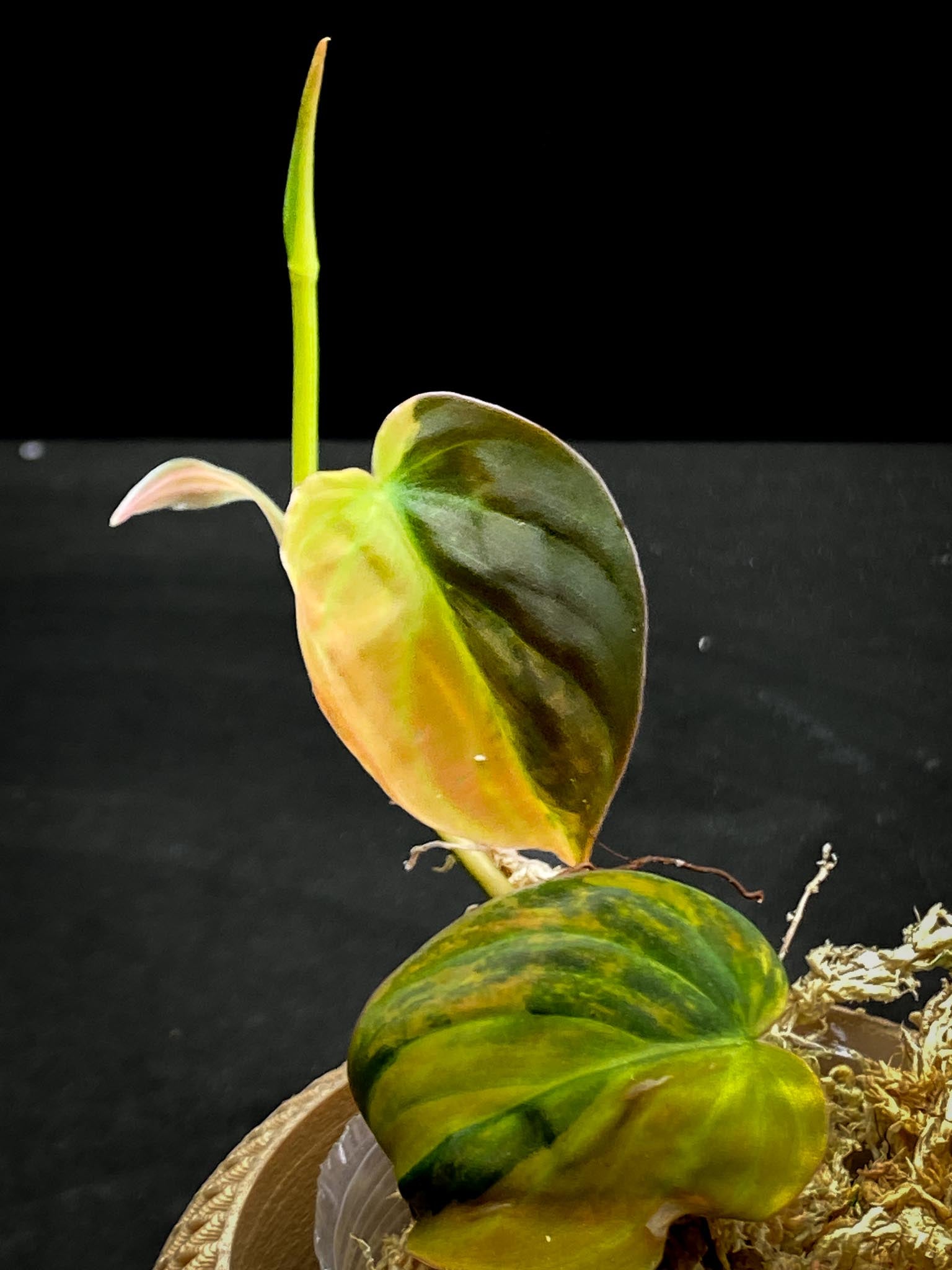 Philodendron Micans Variegated 2 Leaves 3 Nodes 1 Sprout Rooted
