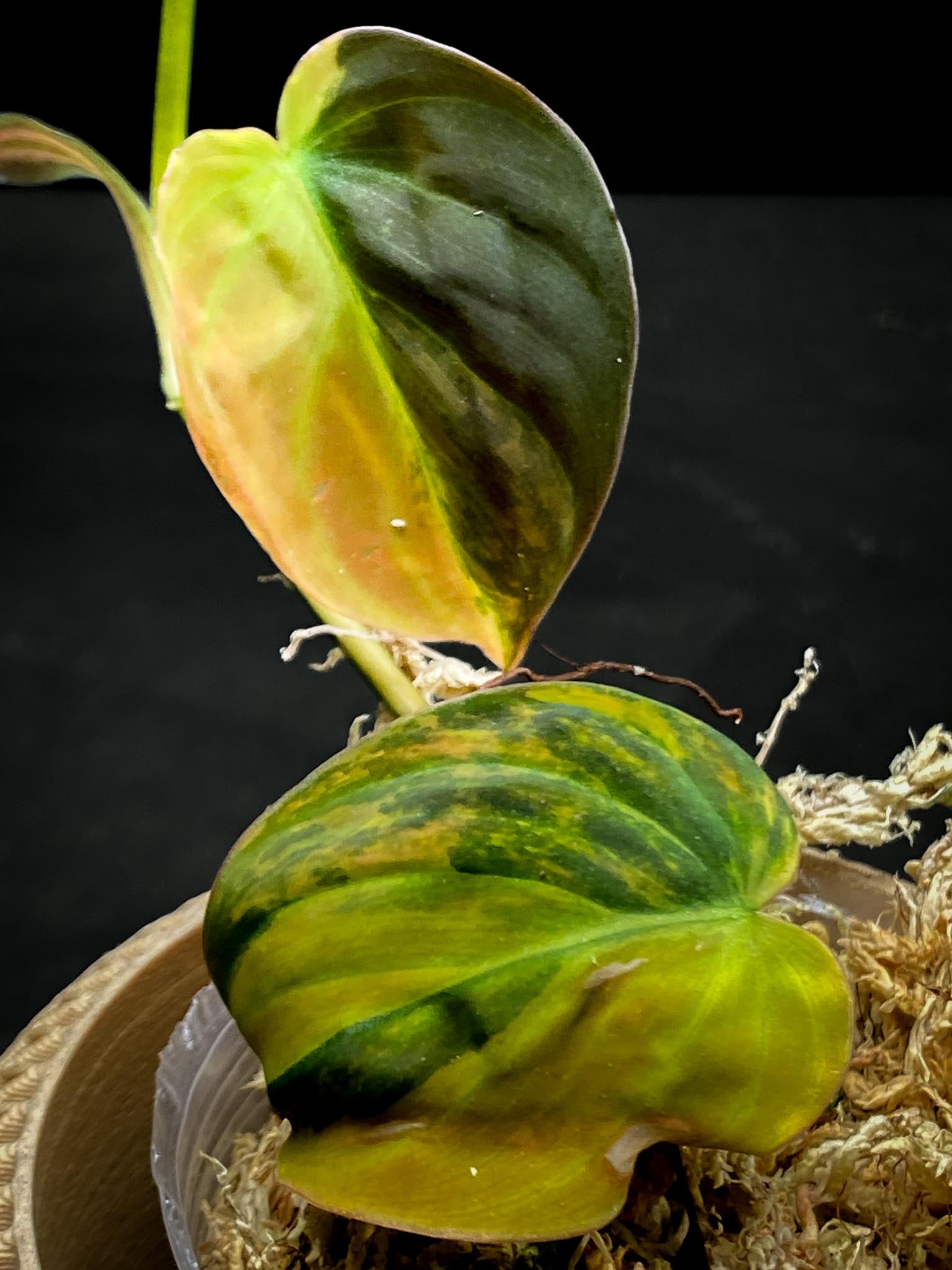 Philodendron Micans Variegated 2 Leaves 3 Nodes 1 Sprout Rooted