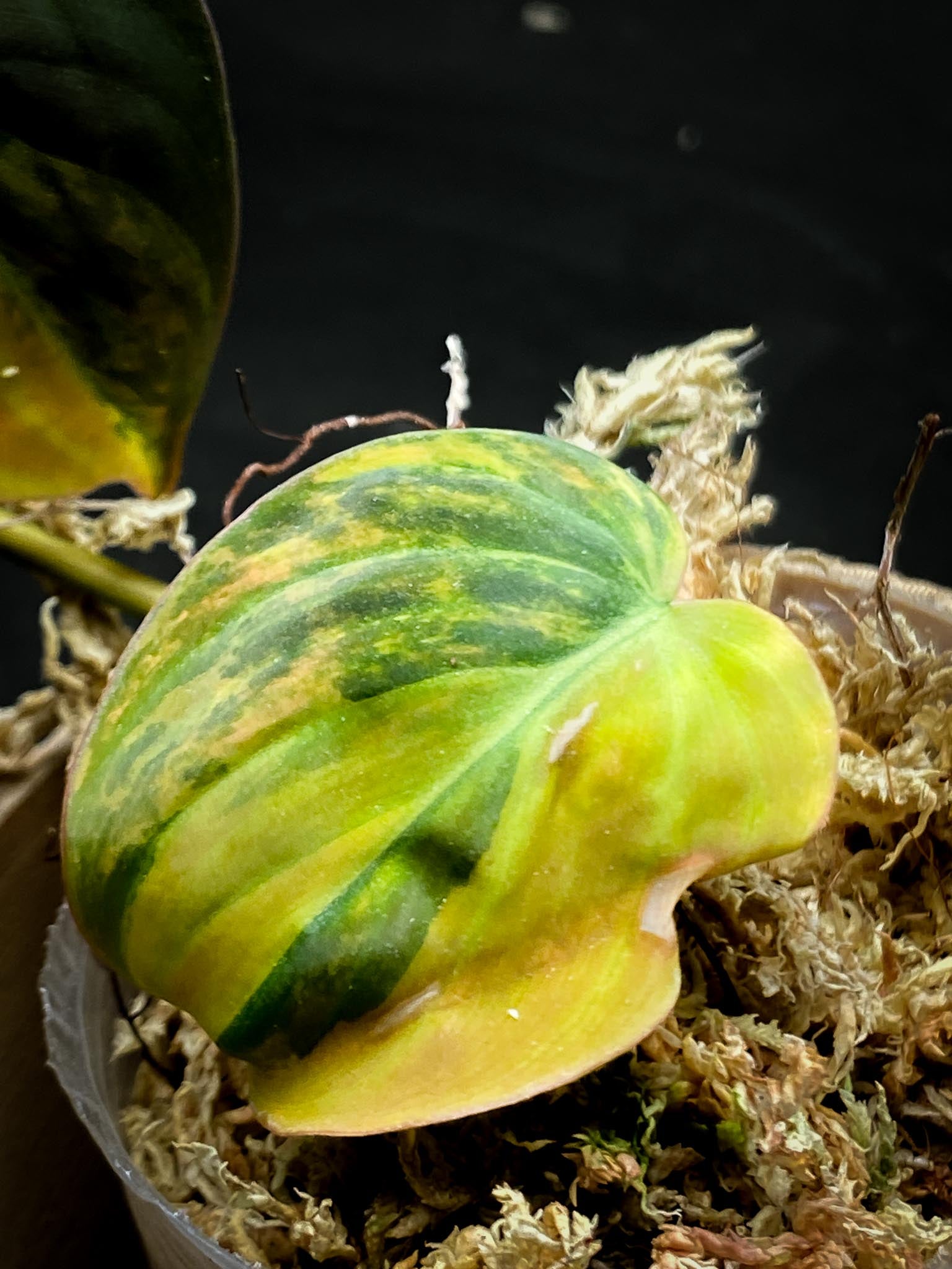 Philodendron Micans Variegated 2 Leaves 3 Nodes 1 Sprout Rooted