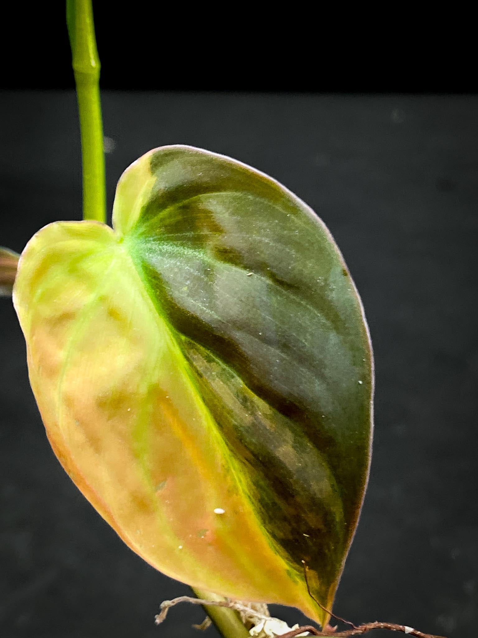 Philodendron Micans Variegated 2 Leaves 3 Nodes 1 Sprout Rooted