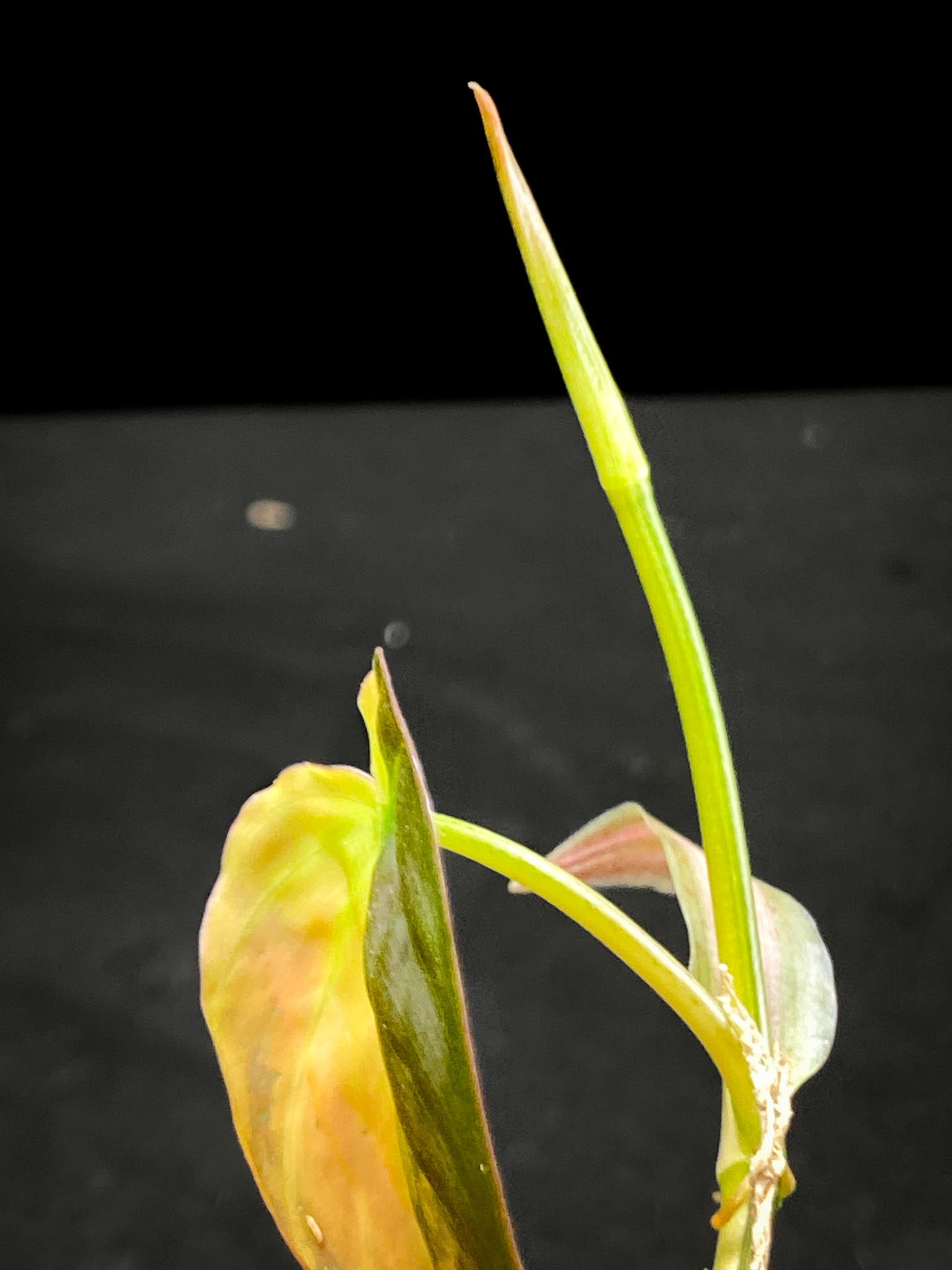 Philodendron Micans Variegated 2 Leaves 3 Nodes 1 Sprout Rooted