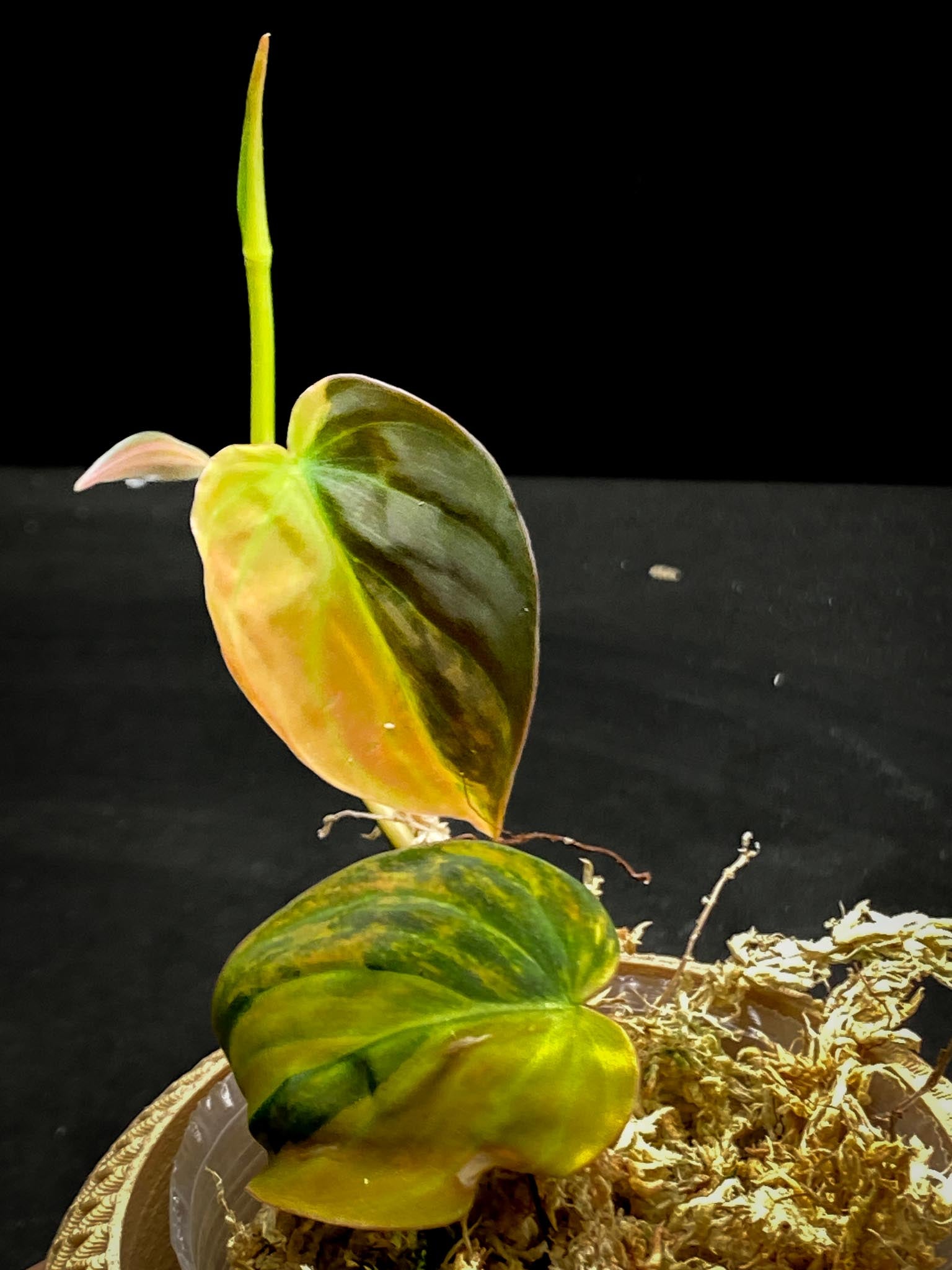 Philodendron Micans Variegated 2 Leaves 3 Nodes 1 Sprout Rooted
