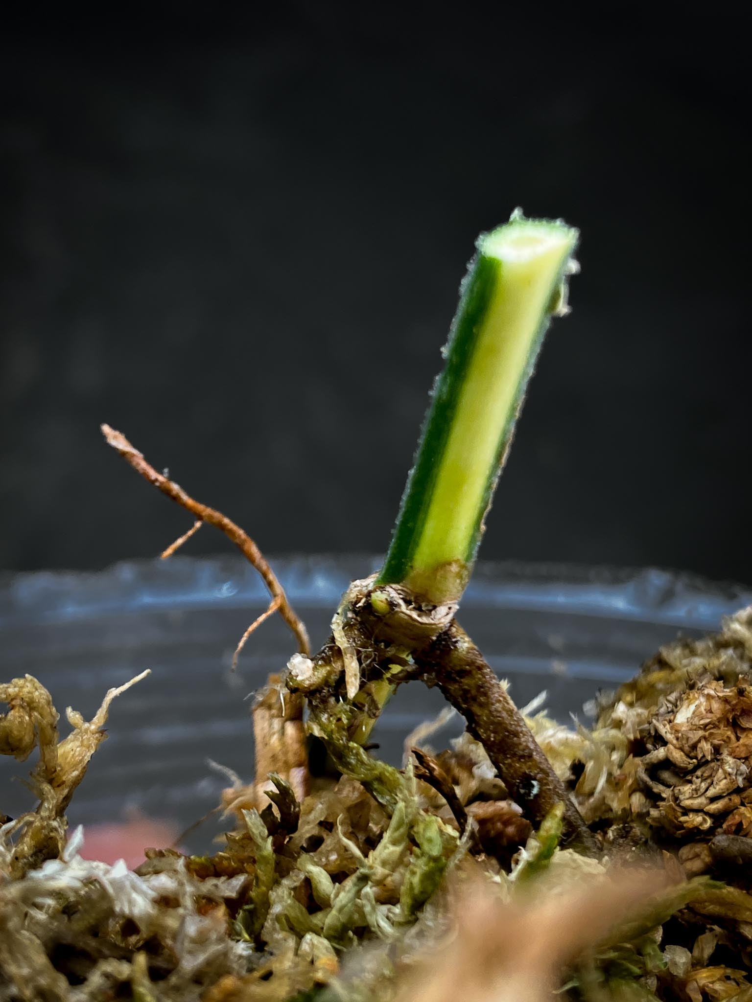 Epipremnum Cebu Blue Aurea Variegated 1 Node 1 Growing Bud Rooted